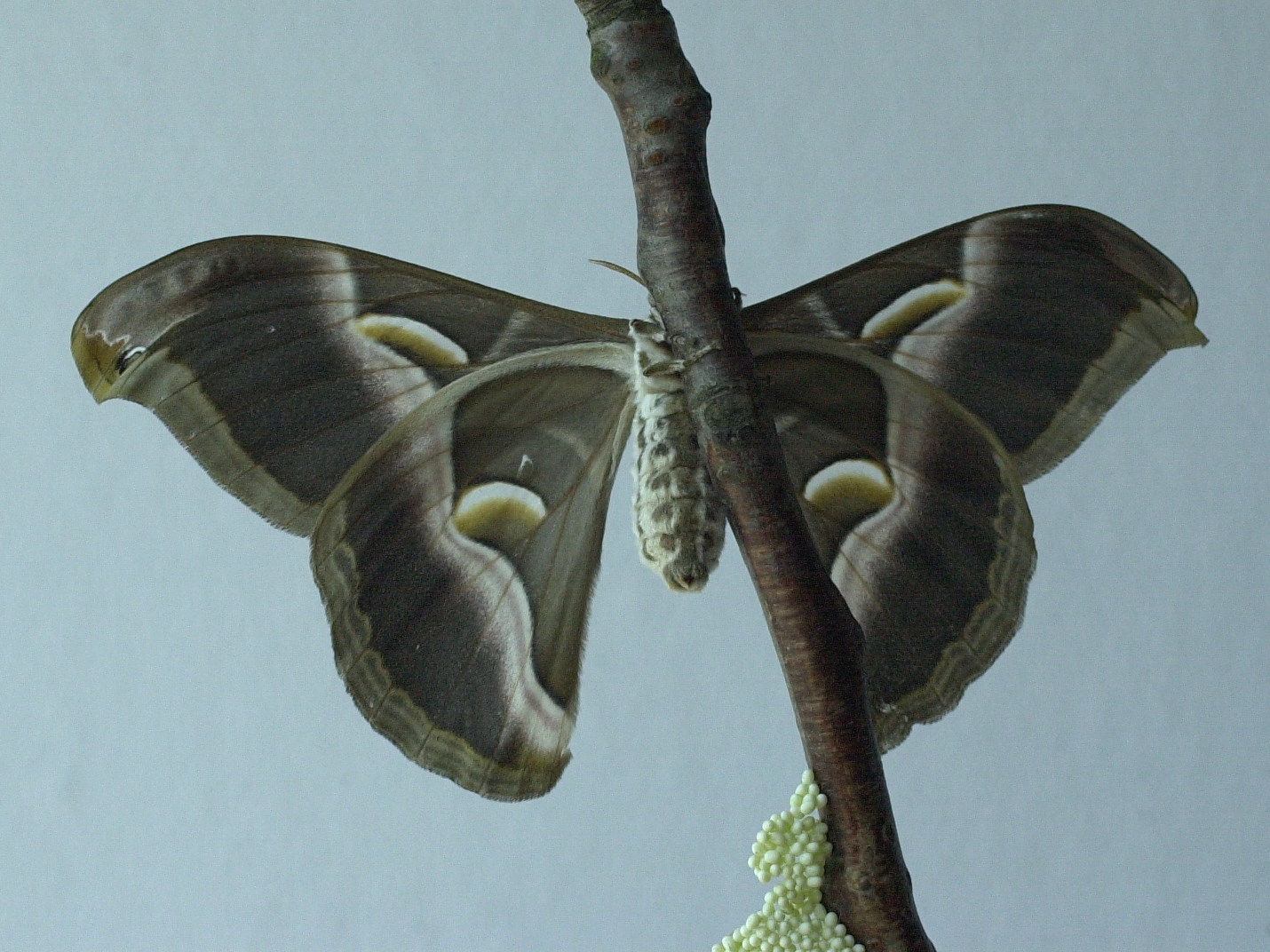 philosamia_ricini2md