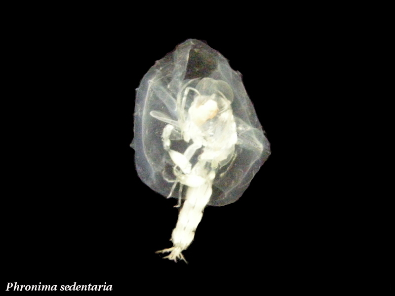 phronima_sedentaria1md