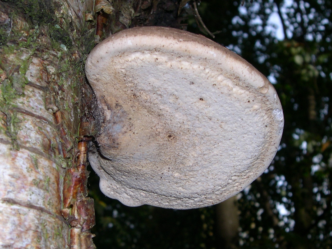 Afficher le média piptoporus_betulinus2md piptoporus_betulinus2md