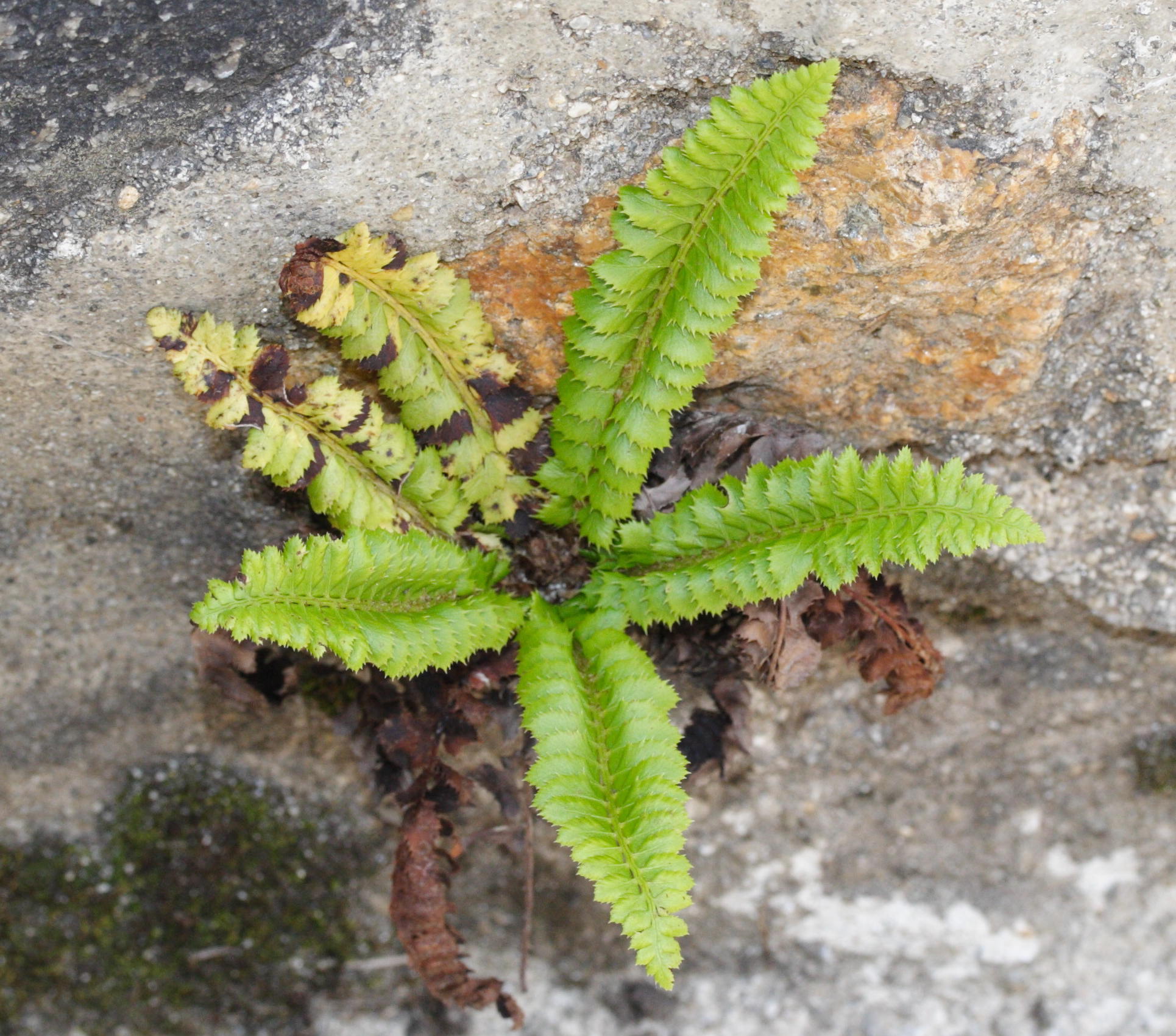 Afficher le média polystichum_lonchitis3md polystichum_lonchitis3md