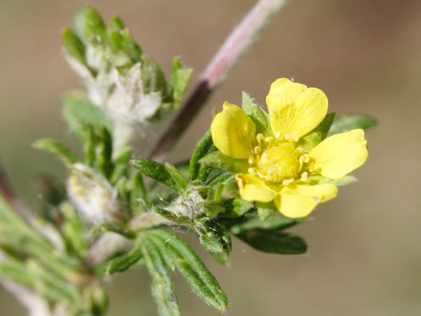 potentilla_argentea2md