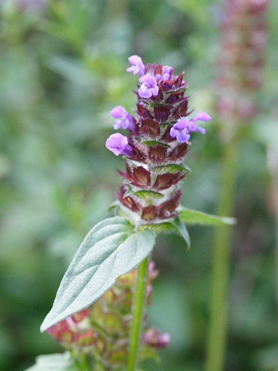 Afficher le média prunella_hastifolia3md prunella_hastifolia3md