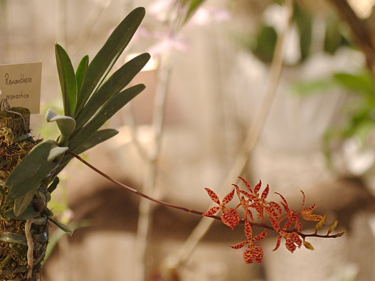 renanthera_monachica1bd