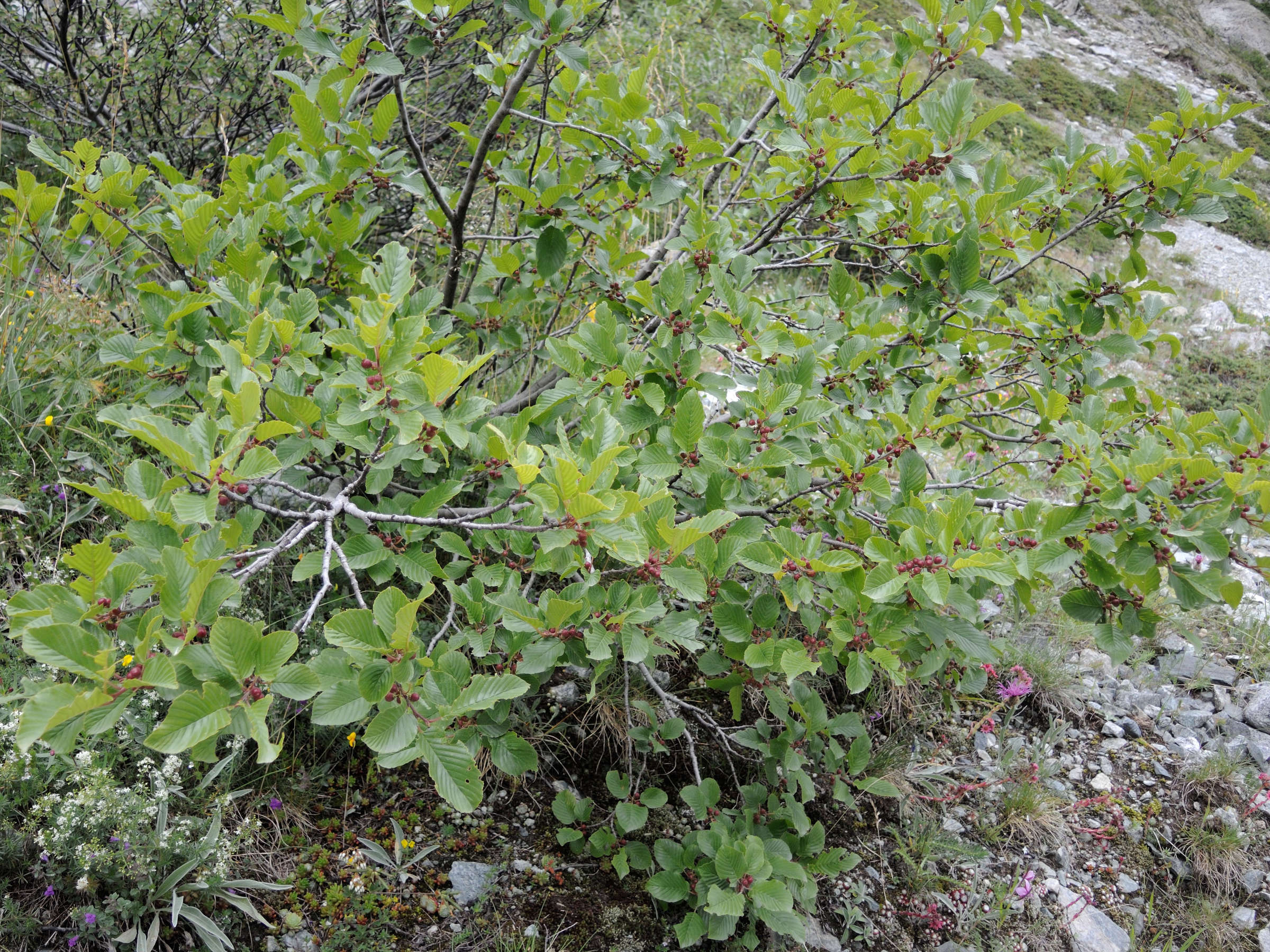 rhamnus_alpina4md