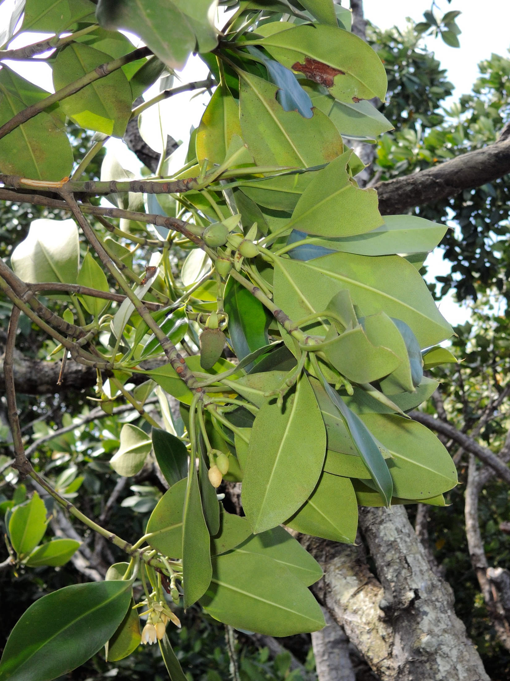 rhizophora_mucronata5md