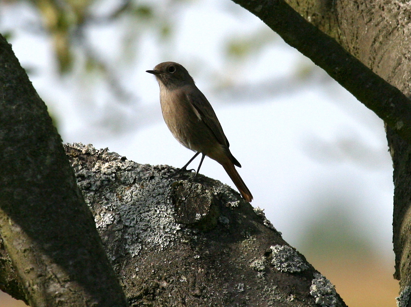 rougequeue_noir_-_phoenicurus_ochruros6bd