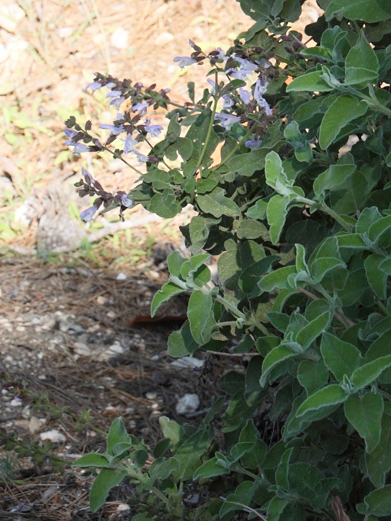 Afficher le média salvia_fruticosa2bd salvia_fruticosa2bd
