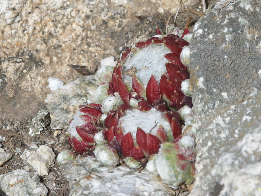 sempervivum_arachnoideum1md
