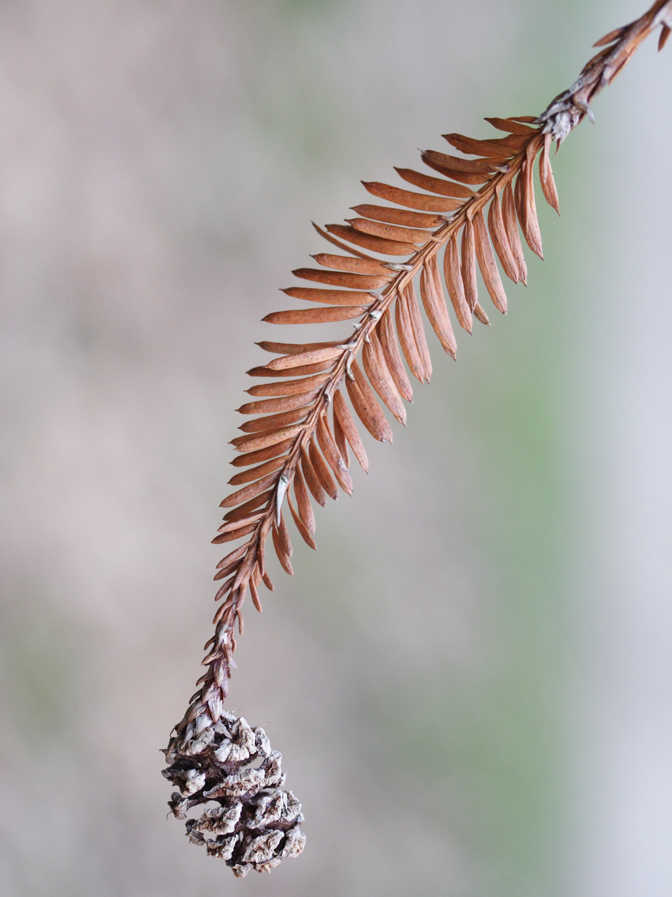 sequoia_sempervirens5md