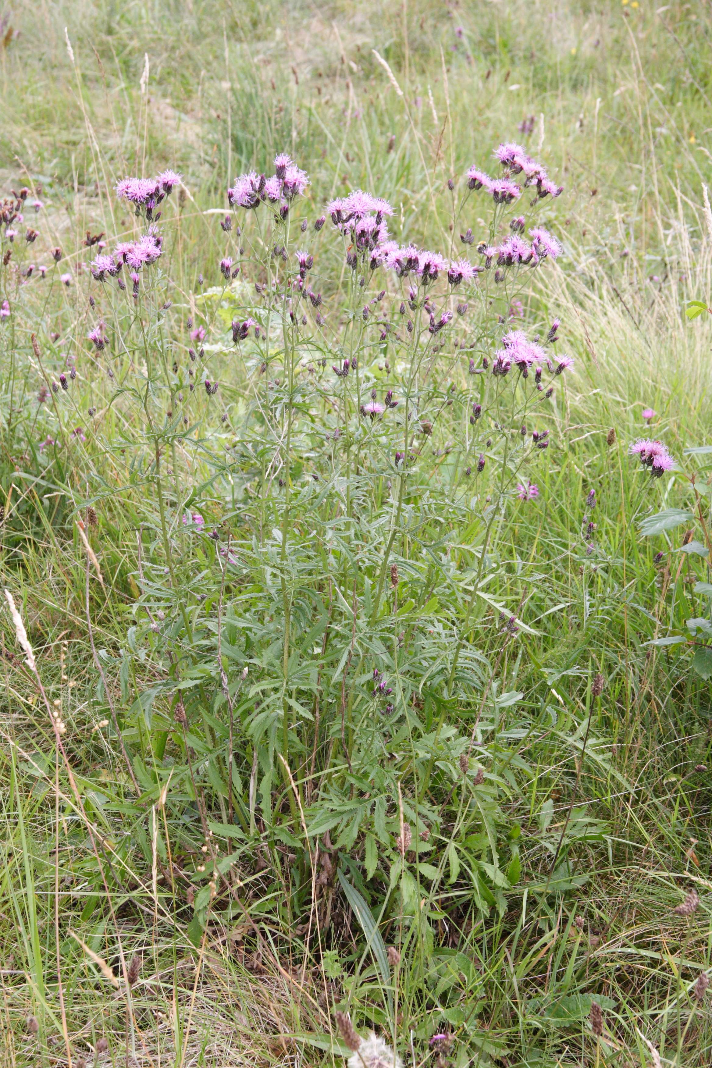 serratula_tinctoria1md