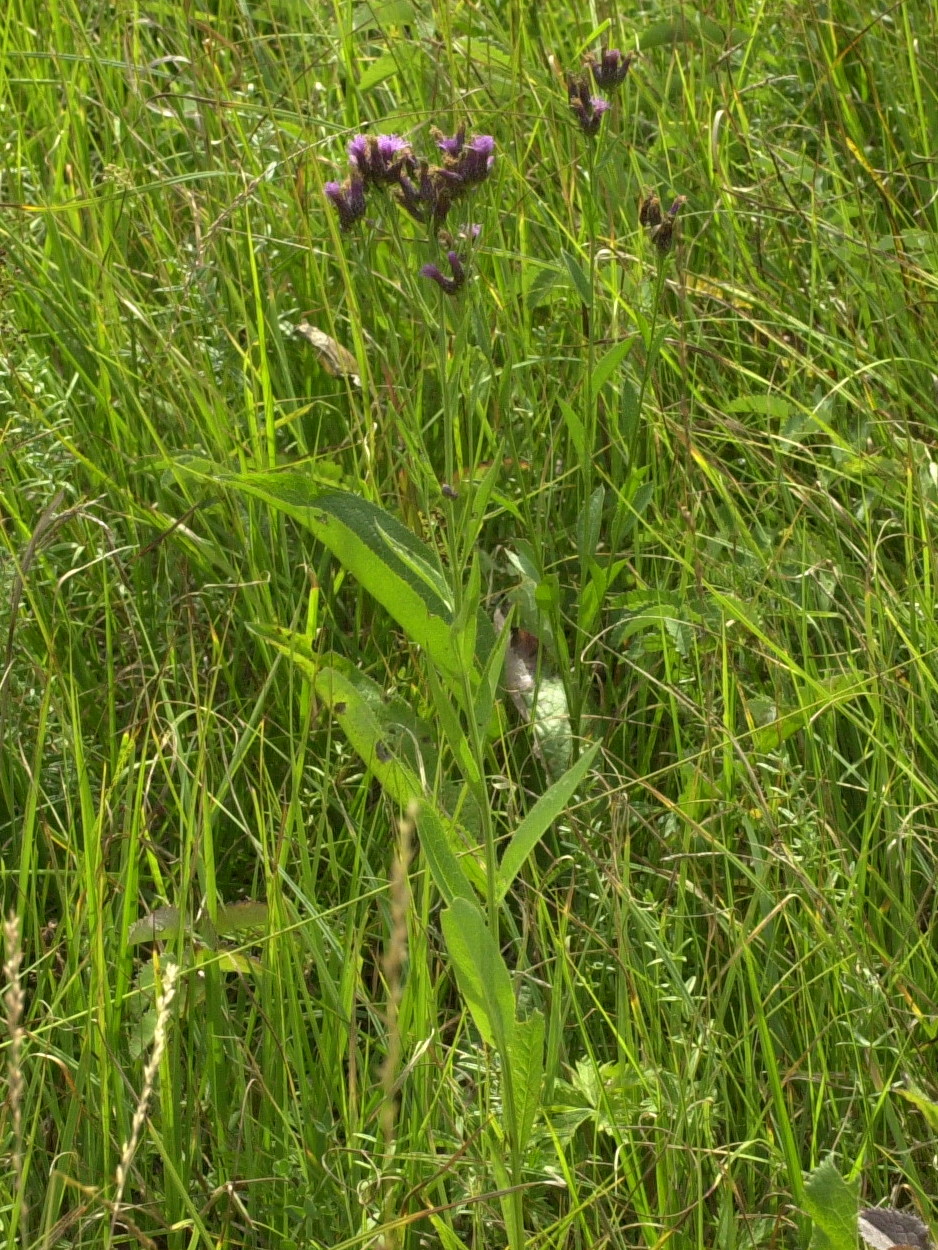 serratula_tinctoria3md