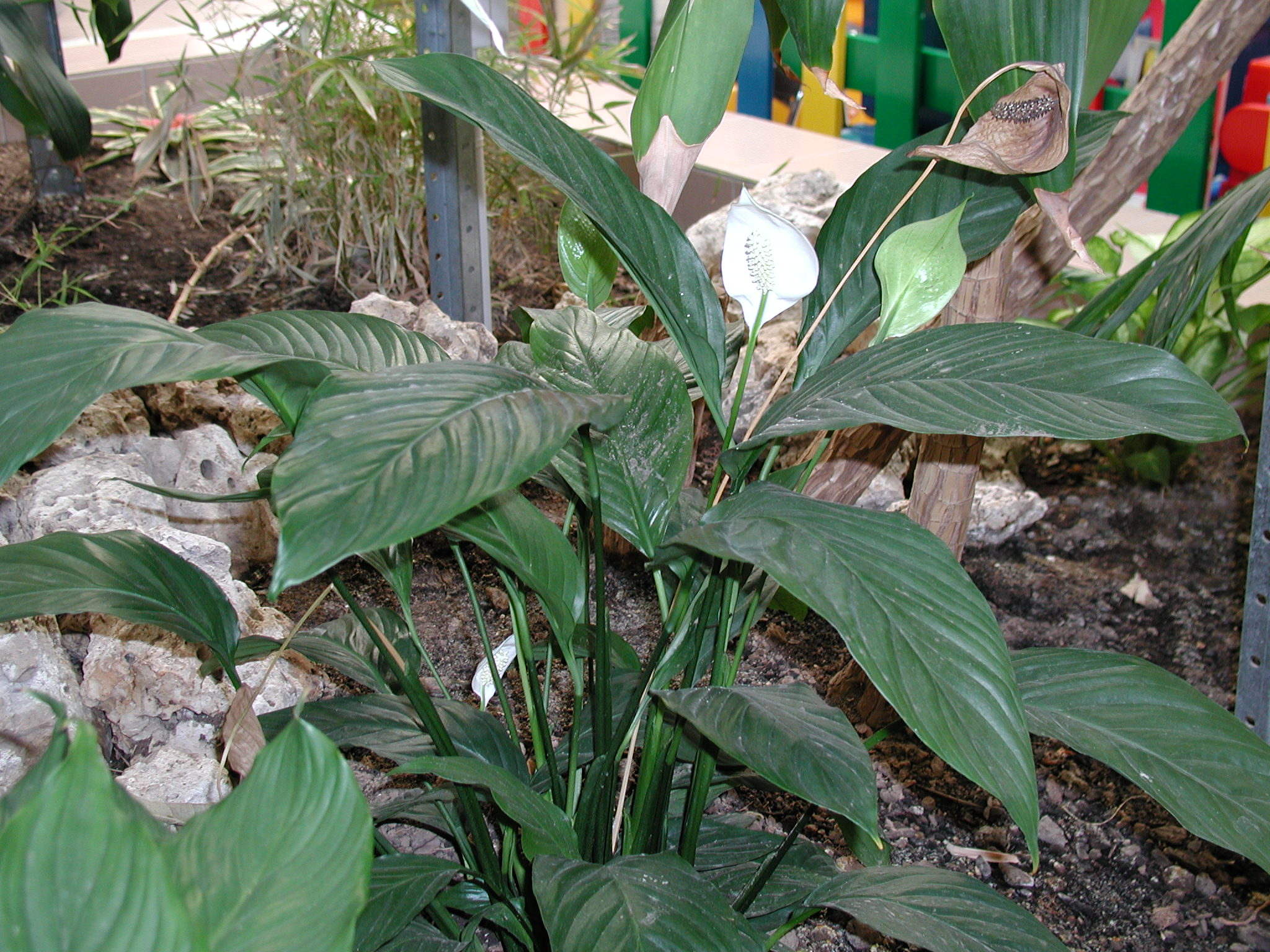 spathiphyllum_cv_mona-loa2md