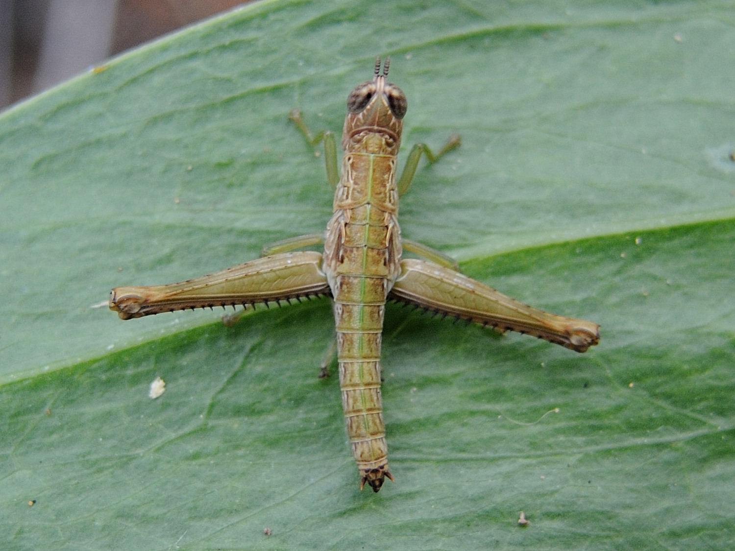 Afficher le média symbellia_mayotteana3md symbellia_mayotteana3md