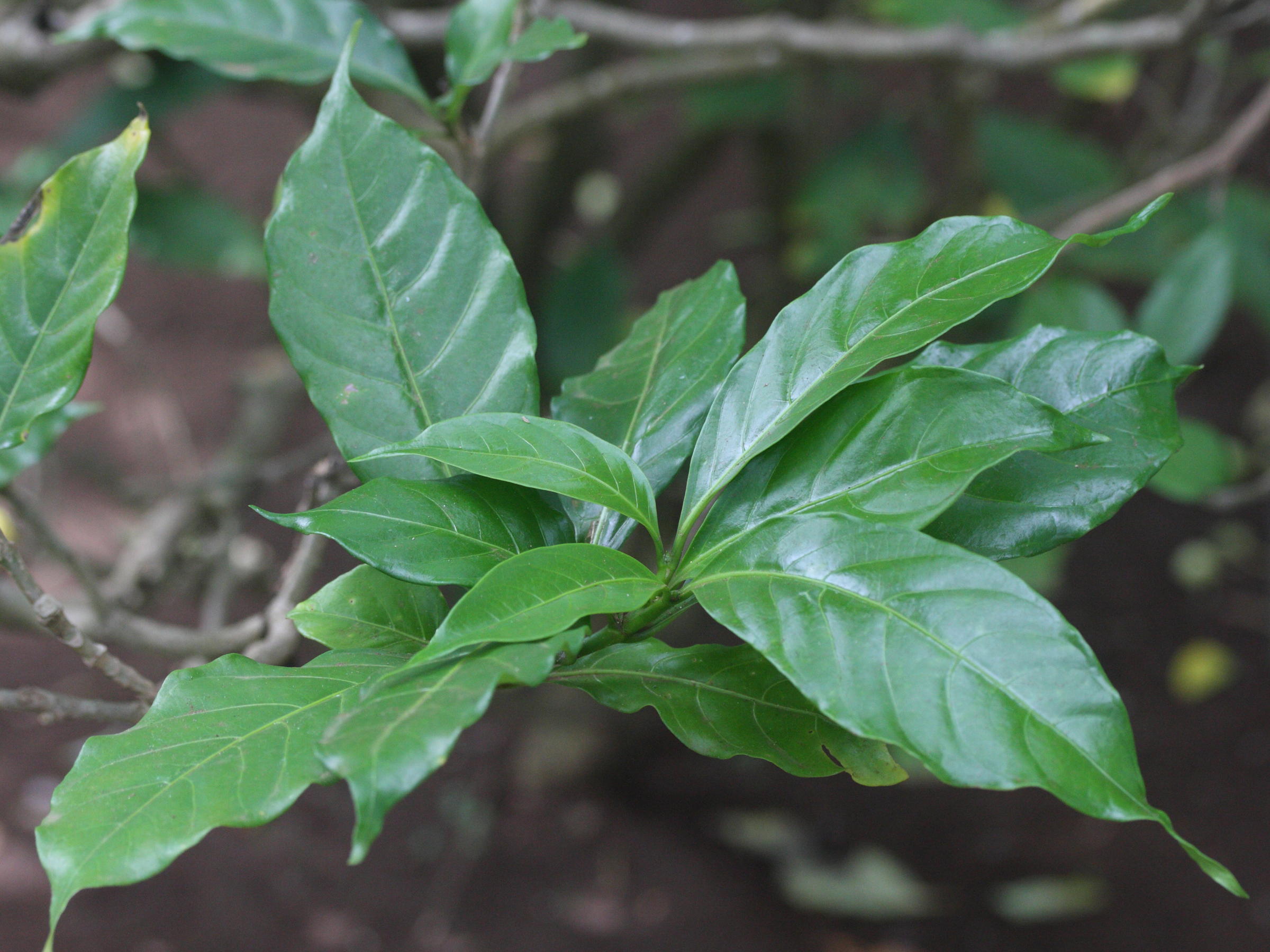 tabernaemontana_divaricata1md