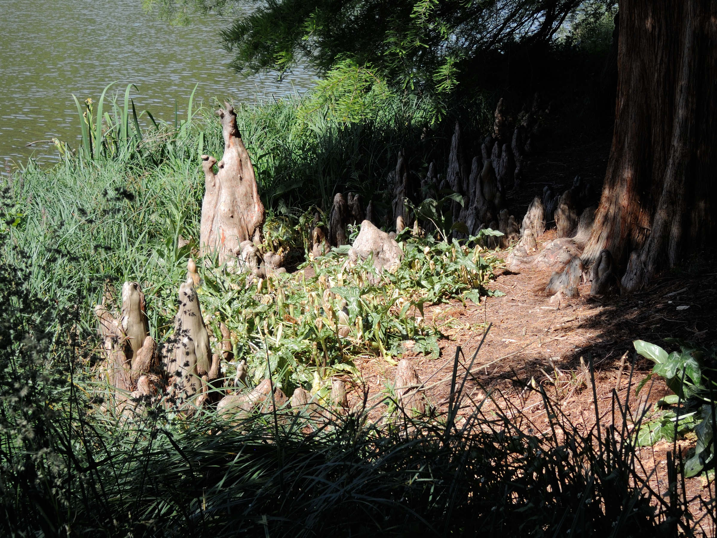 Afficher le média taxodium_distichum10md taxodium_distichum10md