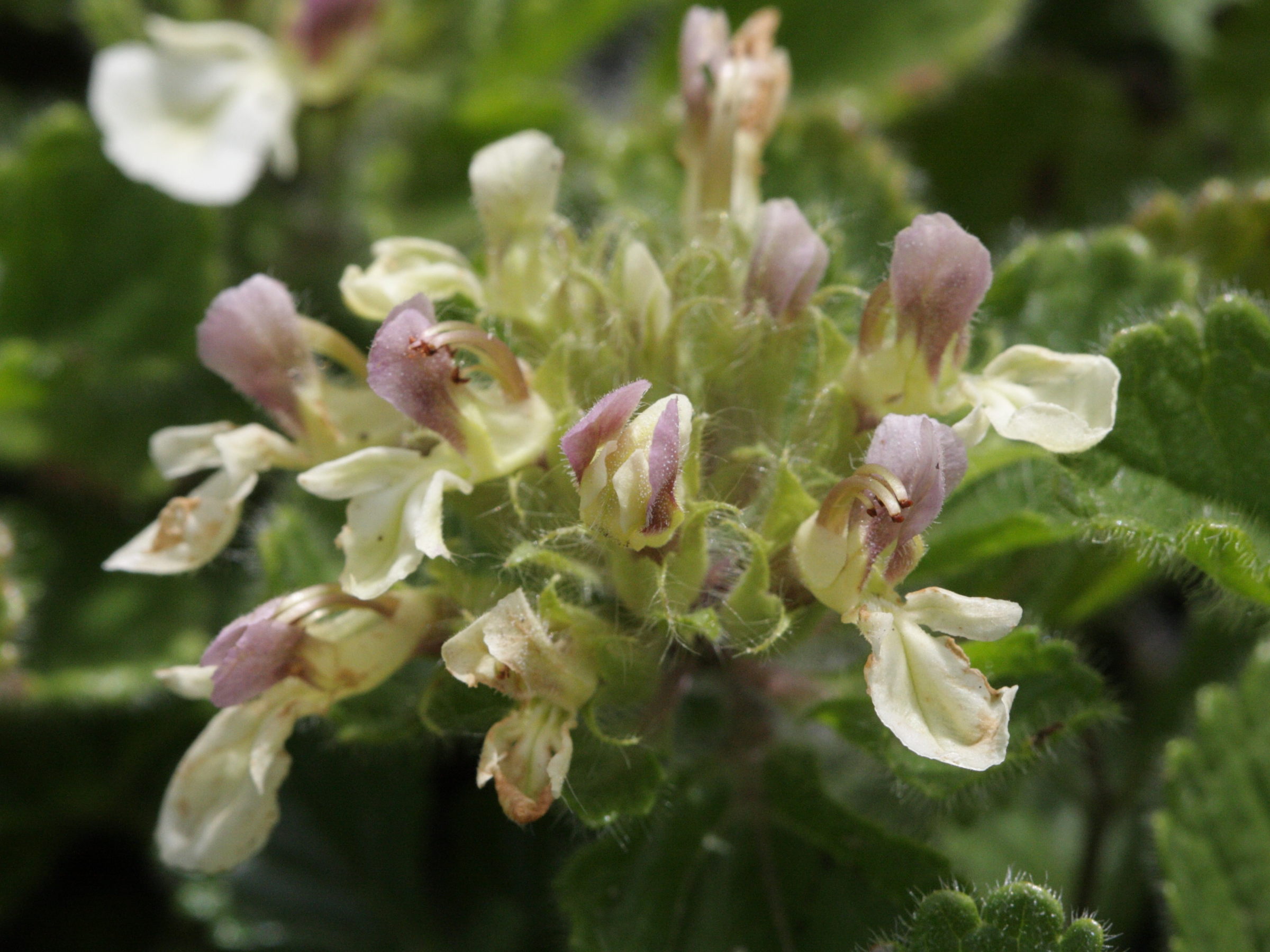 teucrium_pyrenaicum2bd