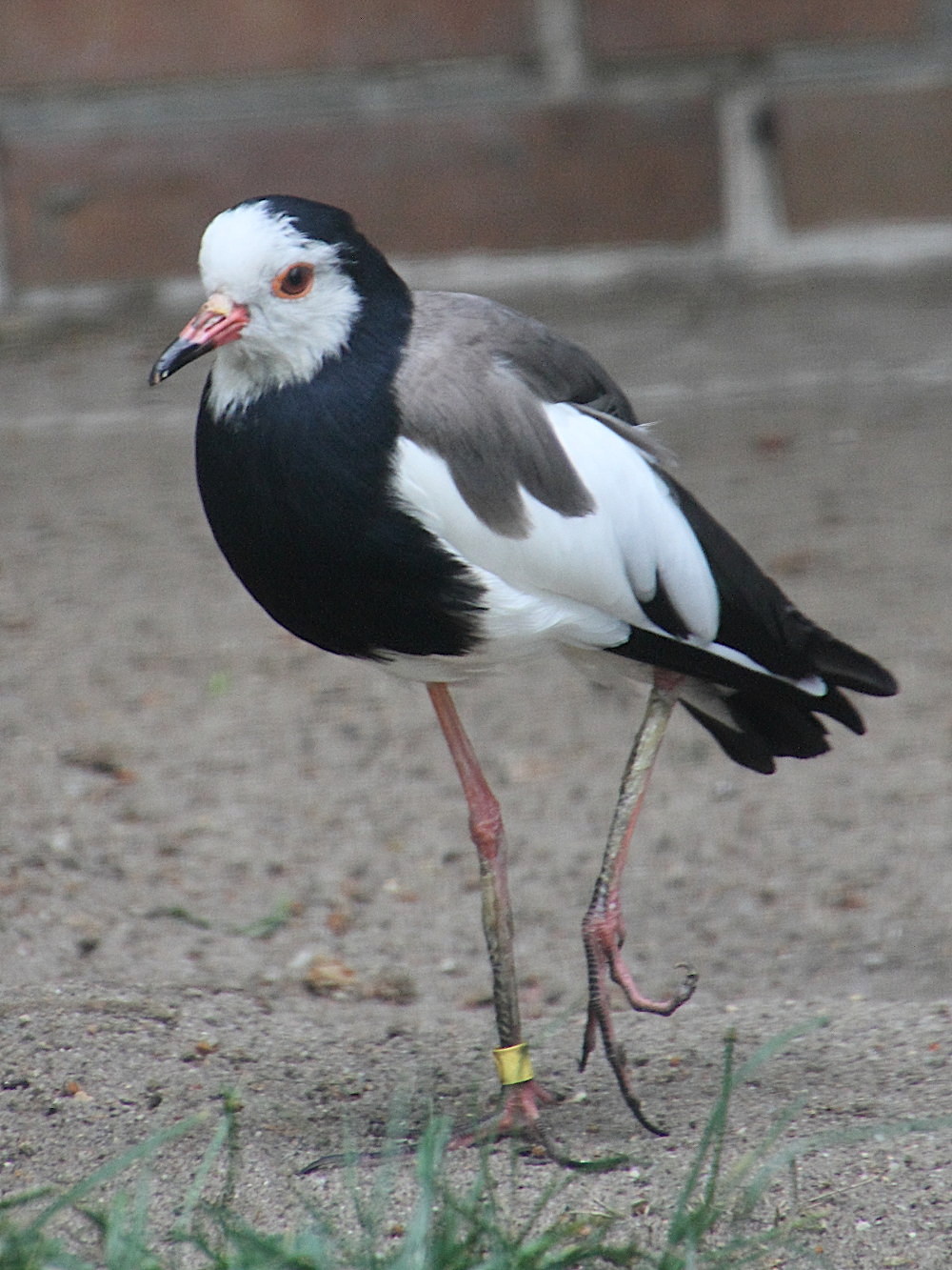 Afficher le média vanneau_a_ailes_blanches_-_vanellus_crassirostris1md vanneau_a_ailes_blanches_-_vanellus_crassirostris1md