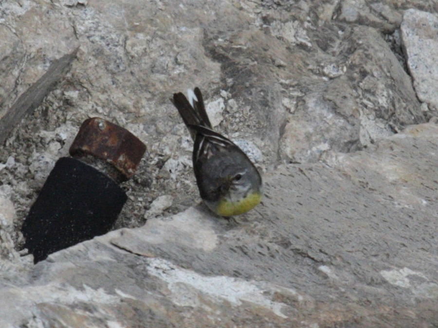 Afficher le média venturon_montagnard_-_carduelis_citrinella2bd venturon_montagnard_-_carduelis_citrinella2bd