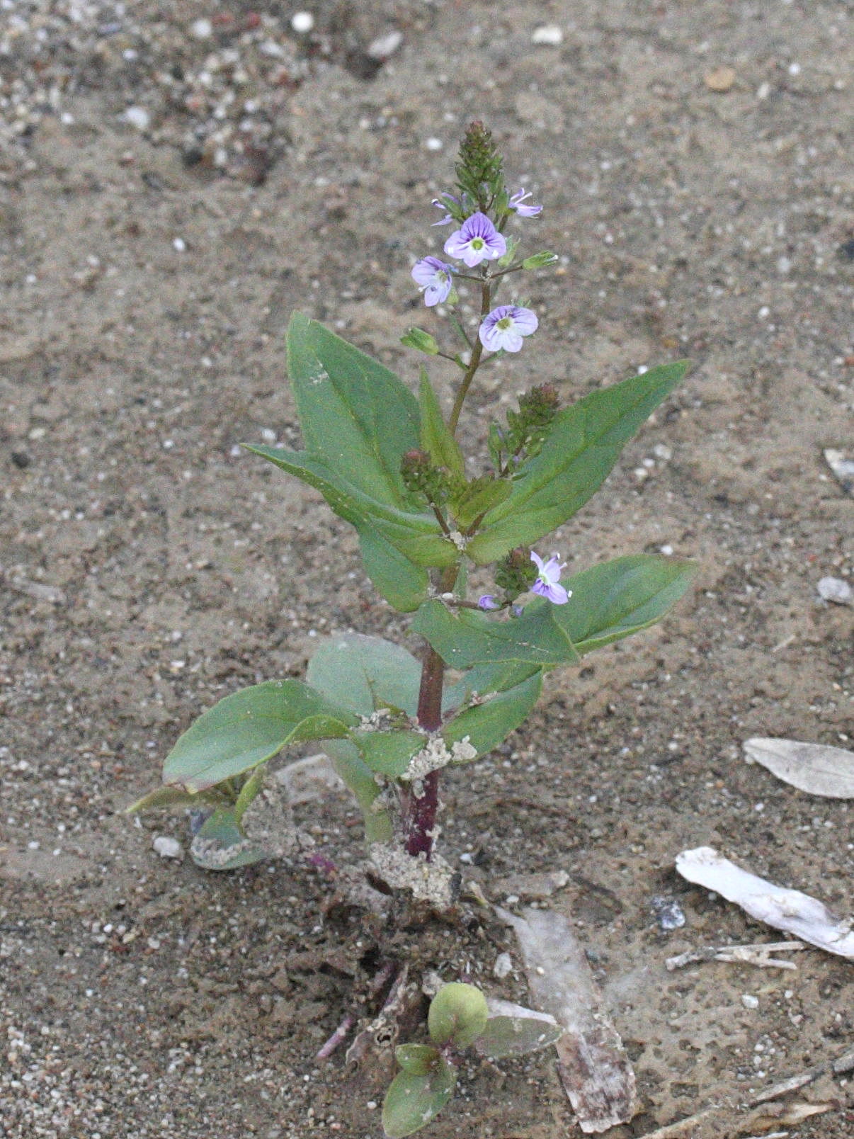 Afficher le média veronica_anagallis-aquatica4md veronica_anagallis-aquatica4md