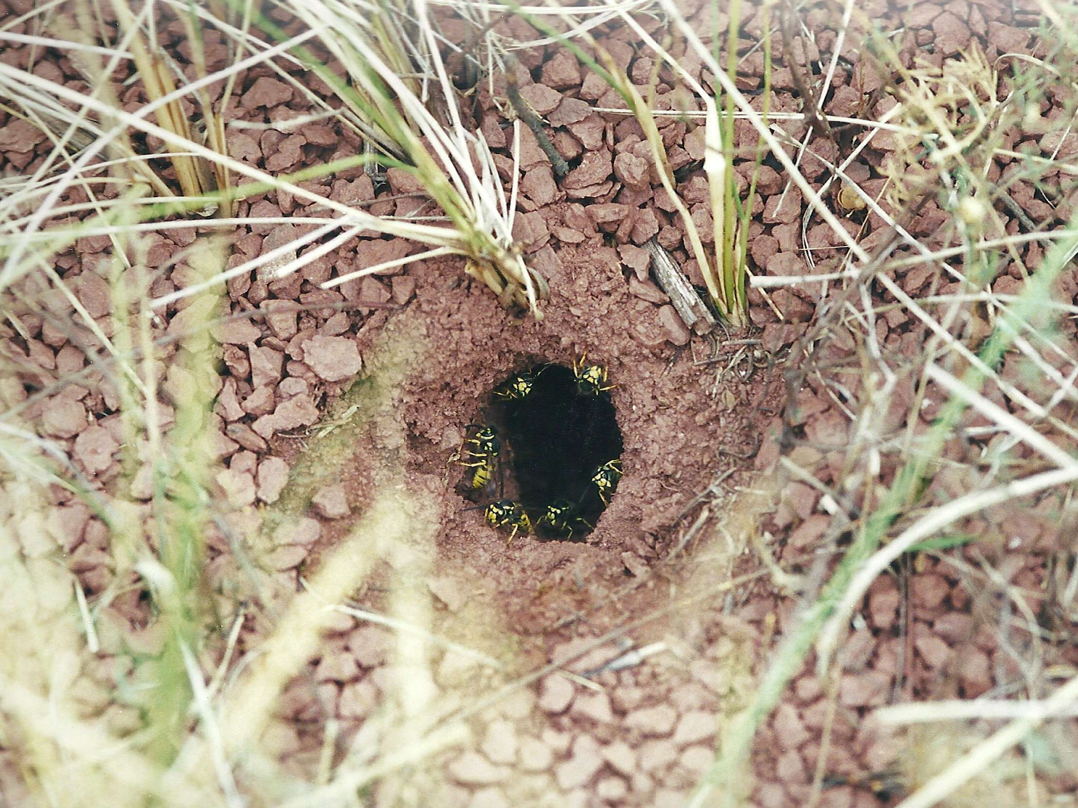 vespula_germanica2md