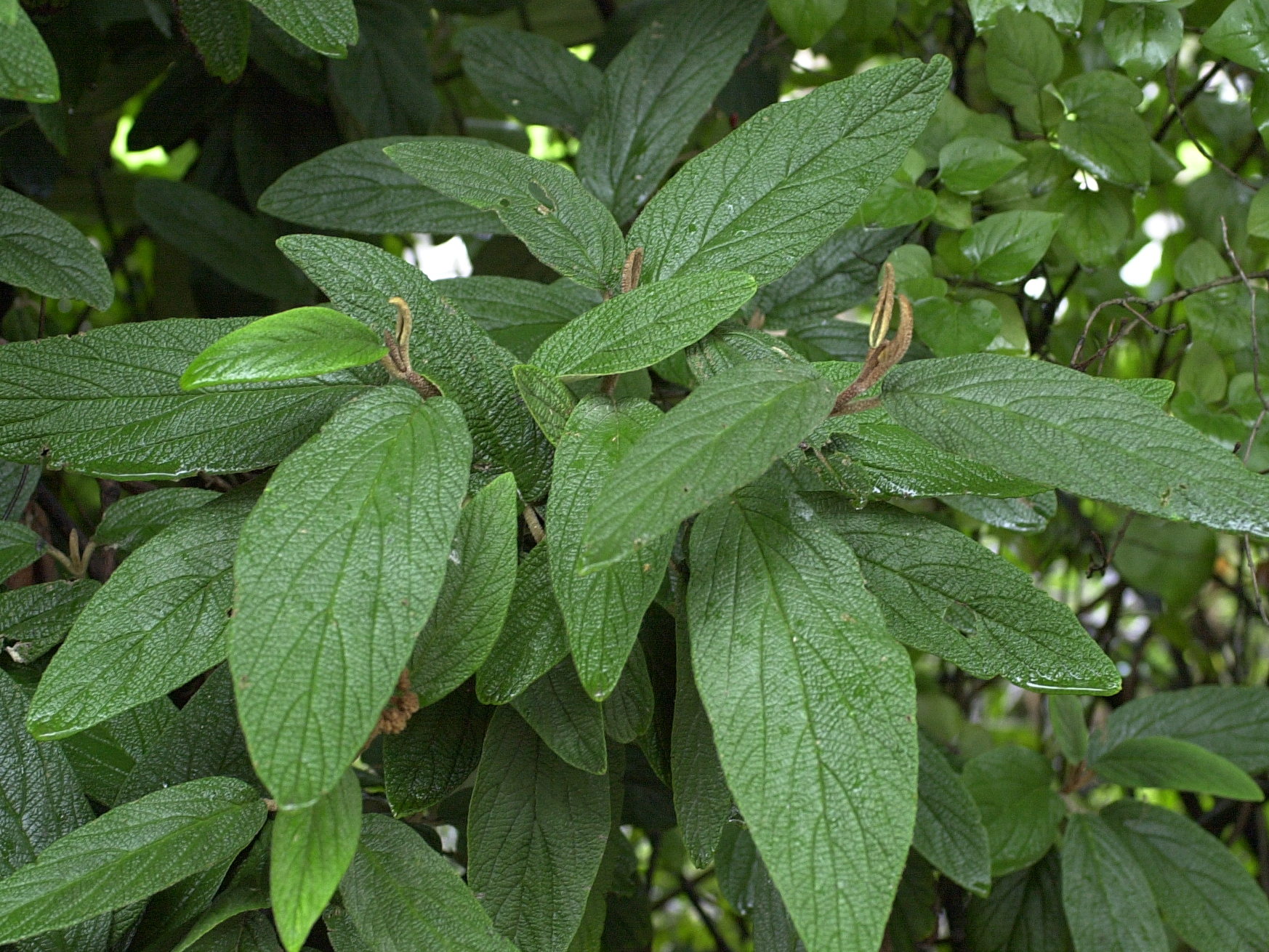 Afficher le média viburnum_rhytidophyllum1md viburnum_rhytidophyllum1md