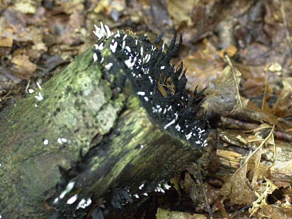 xylaria_hypoxylon1md