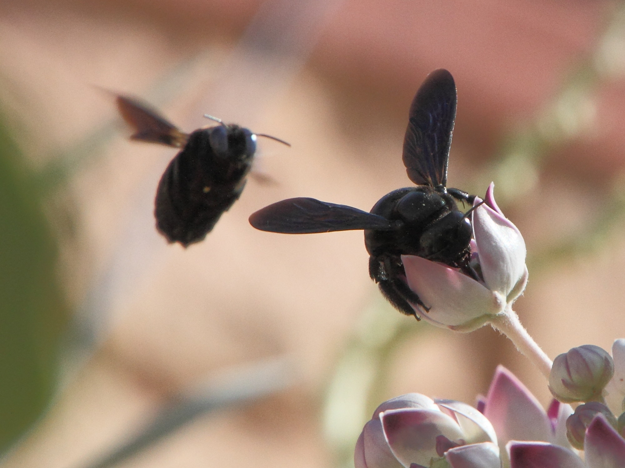 xylocopa_auripennis2md