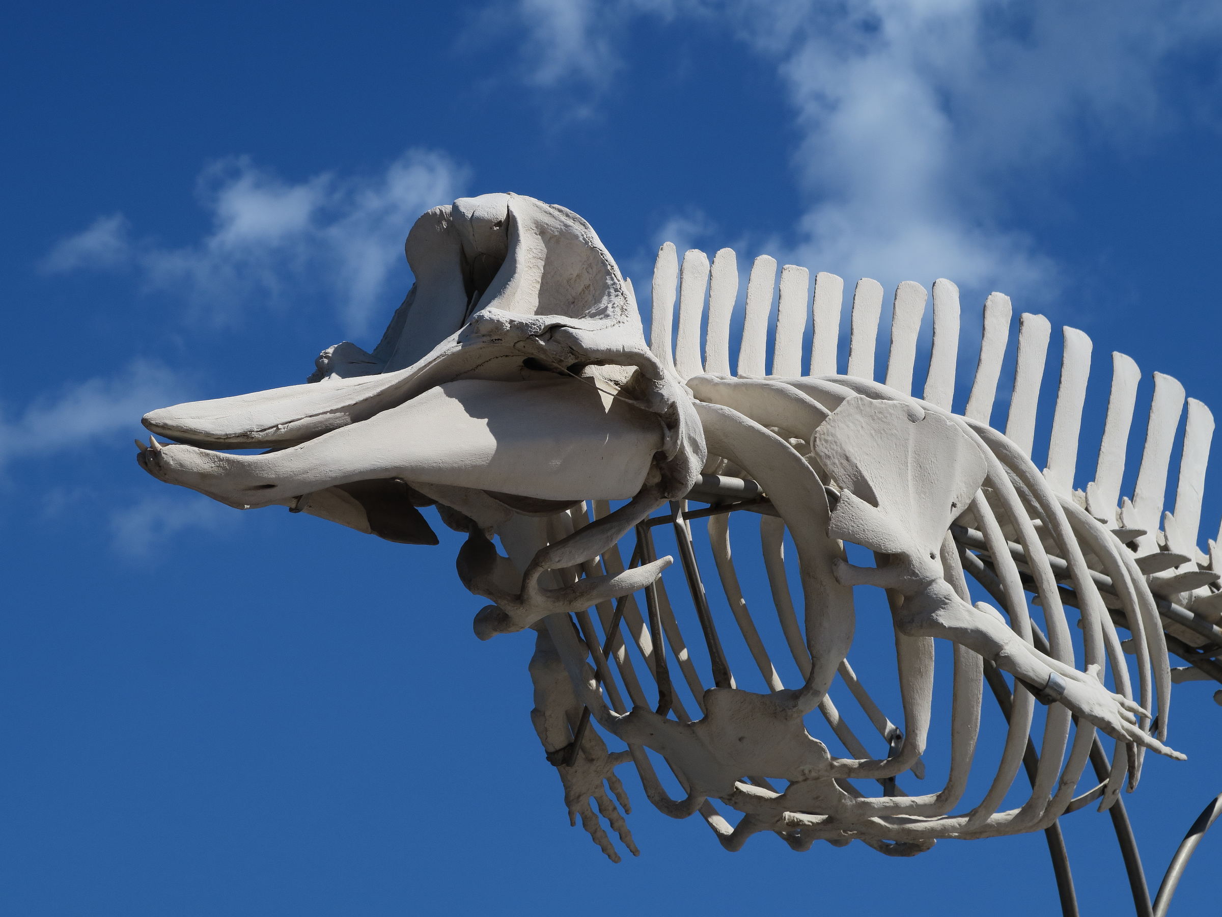 ziphius_cavirostris2md