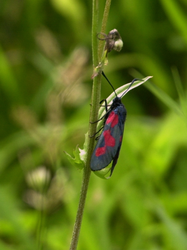 zygaena_trifolii1md