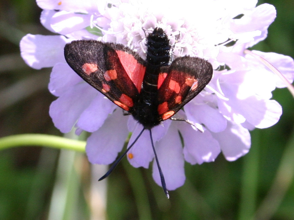 zygaena_trifolii2sd