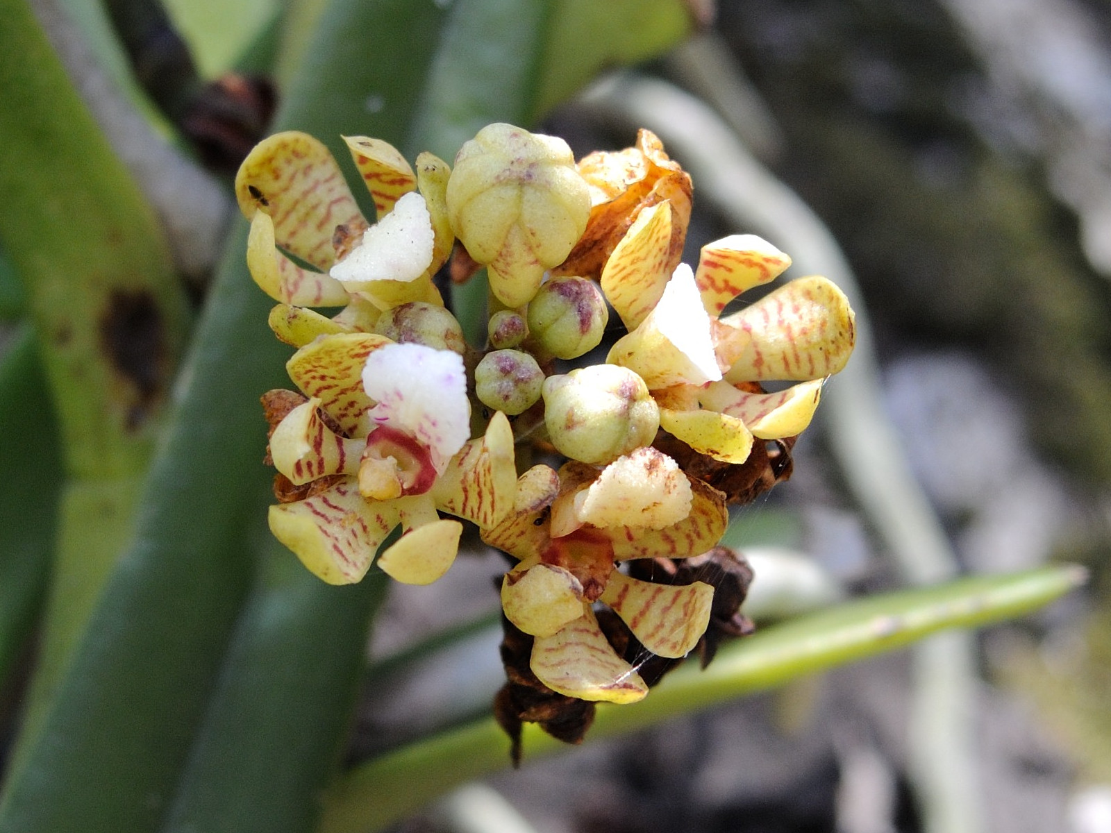 acampe_pachyglossa2md