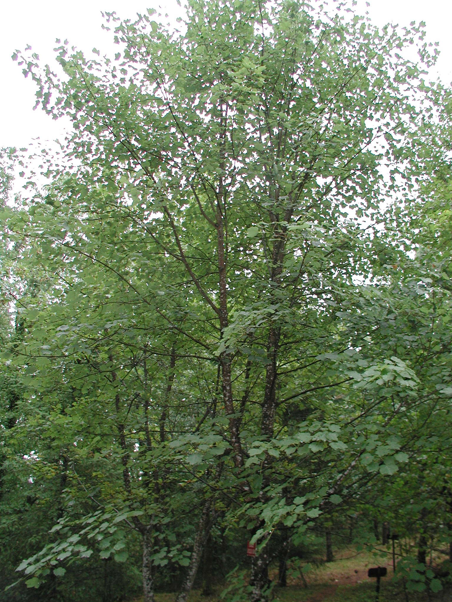 Afficher le média acer_opalus1md acer_opalus1md