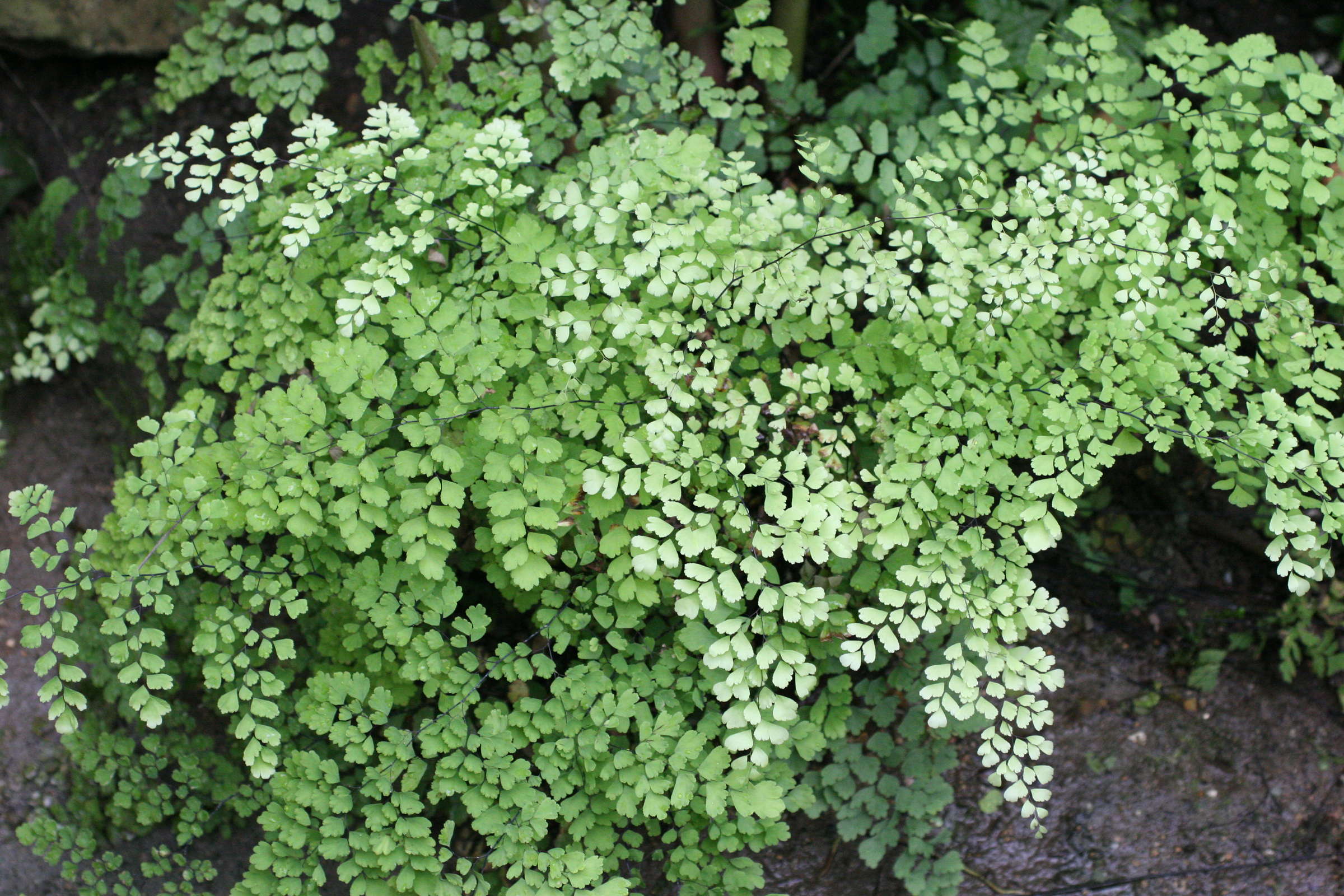 adiantum_cuneatum1md