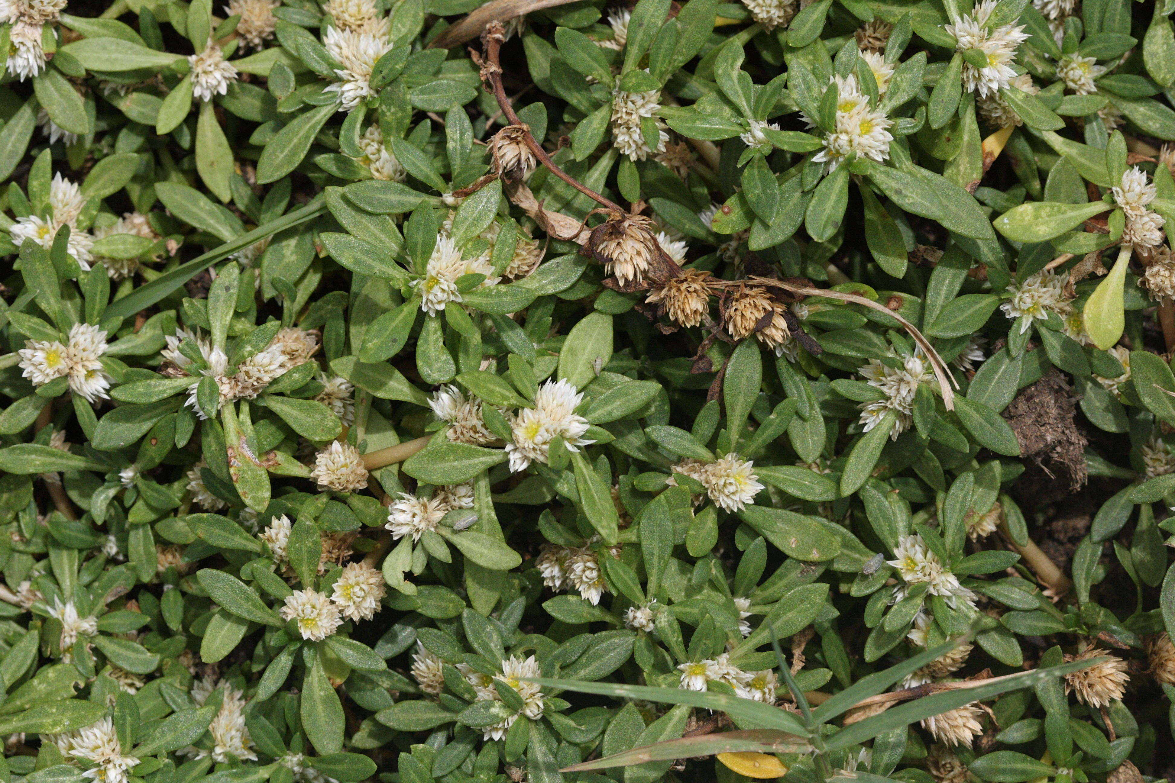 alternanthera_paronychioides1md