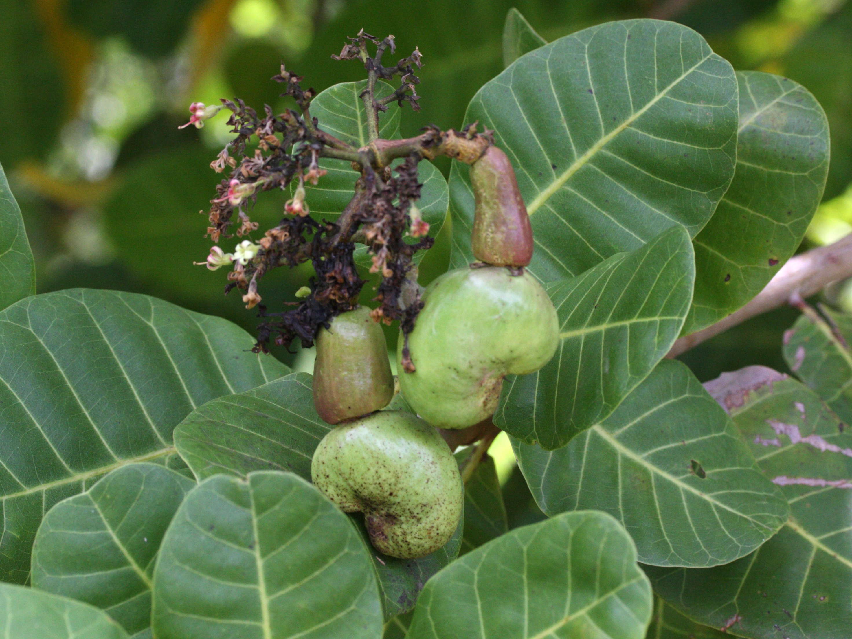 Afficher le média anacardium_occidentale6md anacardium_occidentale6md