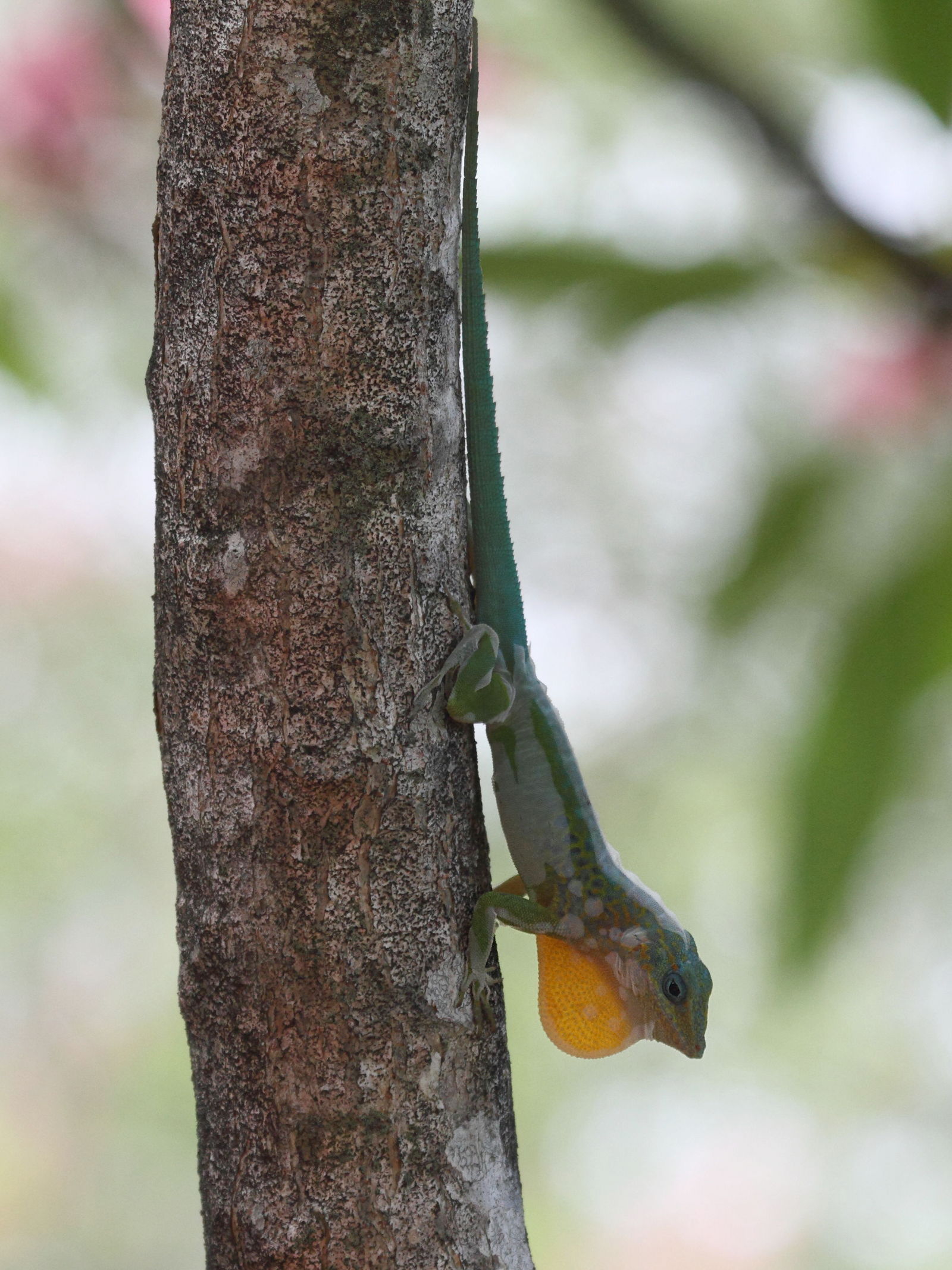 Afficher le média anolis_marmoratus4md anolis_marmoratus4md