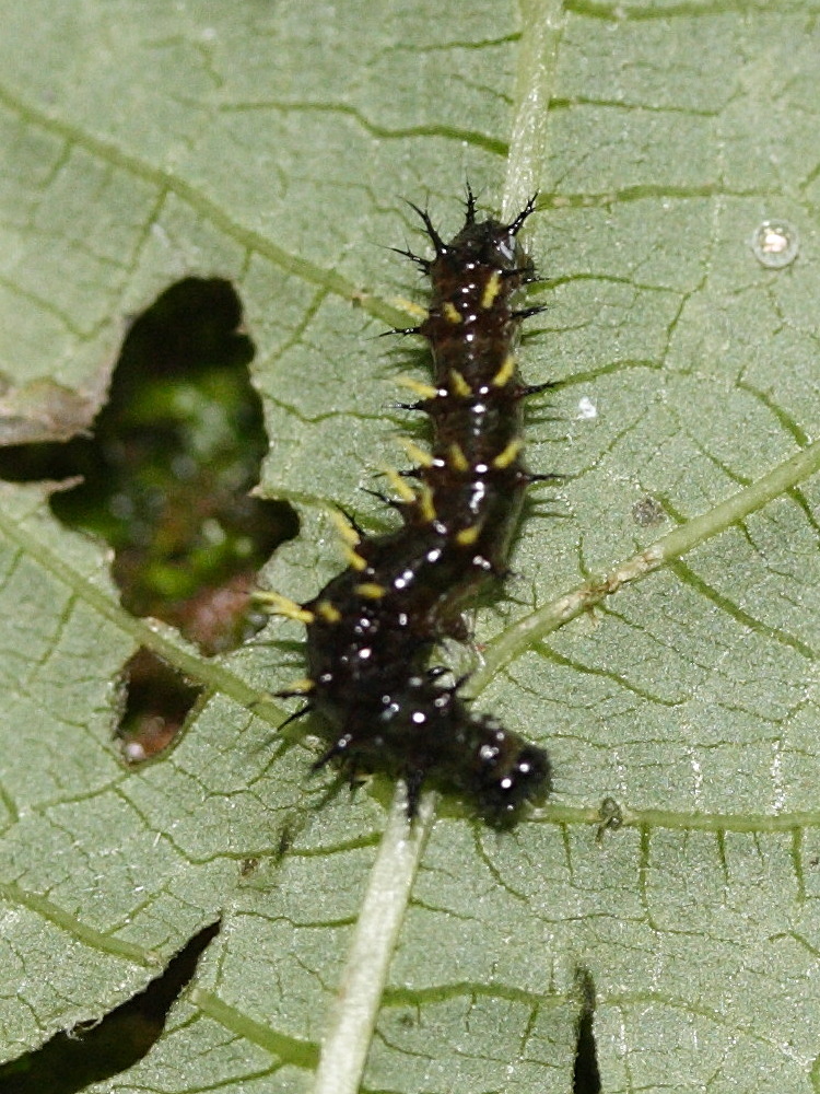 antanartia_borbonica_borbonica_ch1md