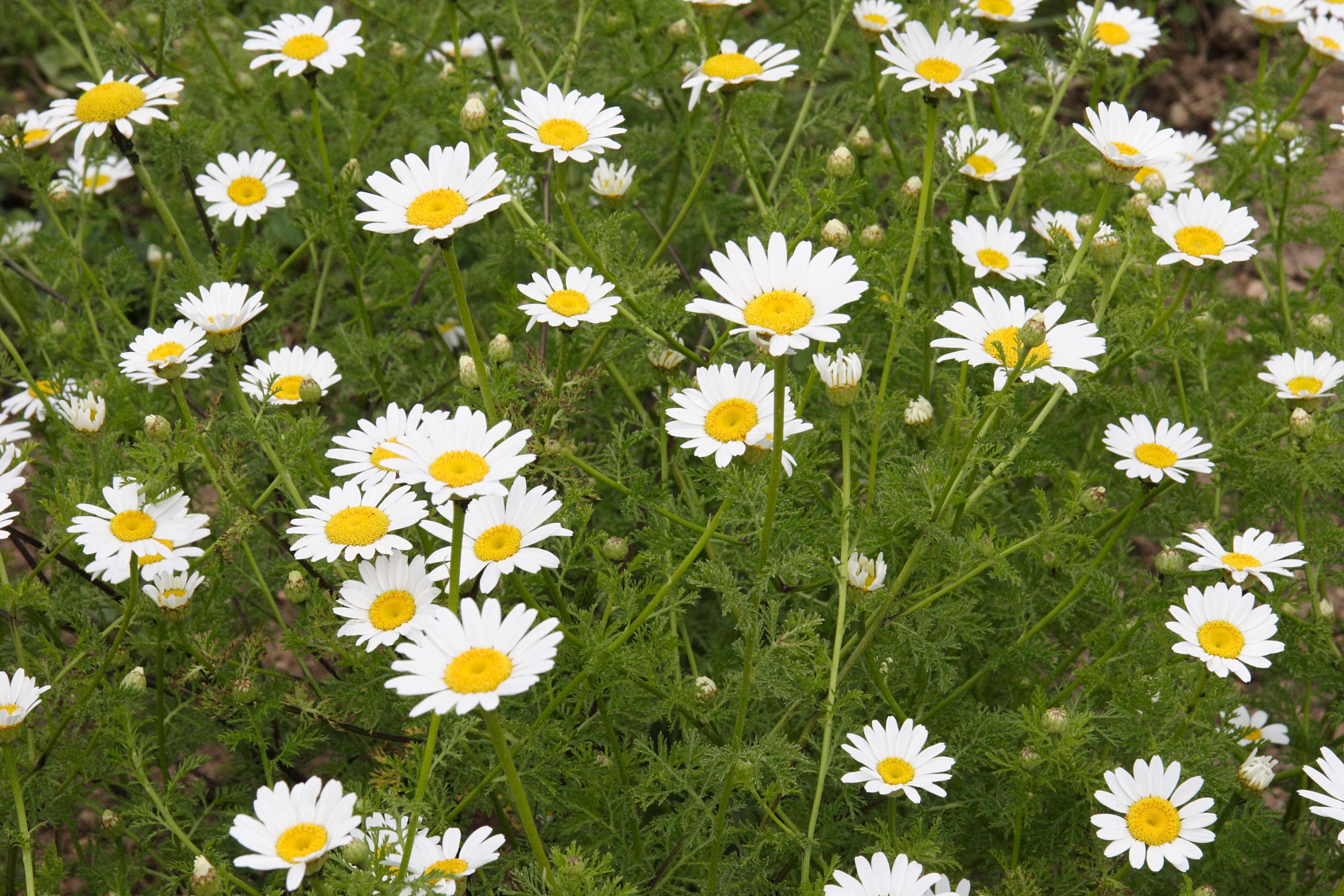 Afficher le média anthemis_altissima1md anthemis_altissima1md