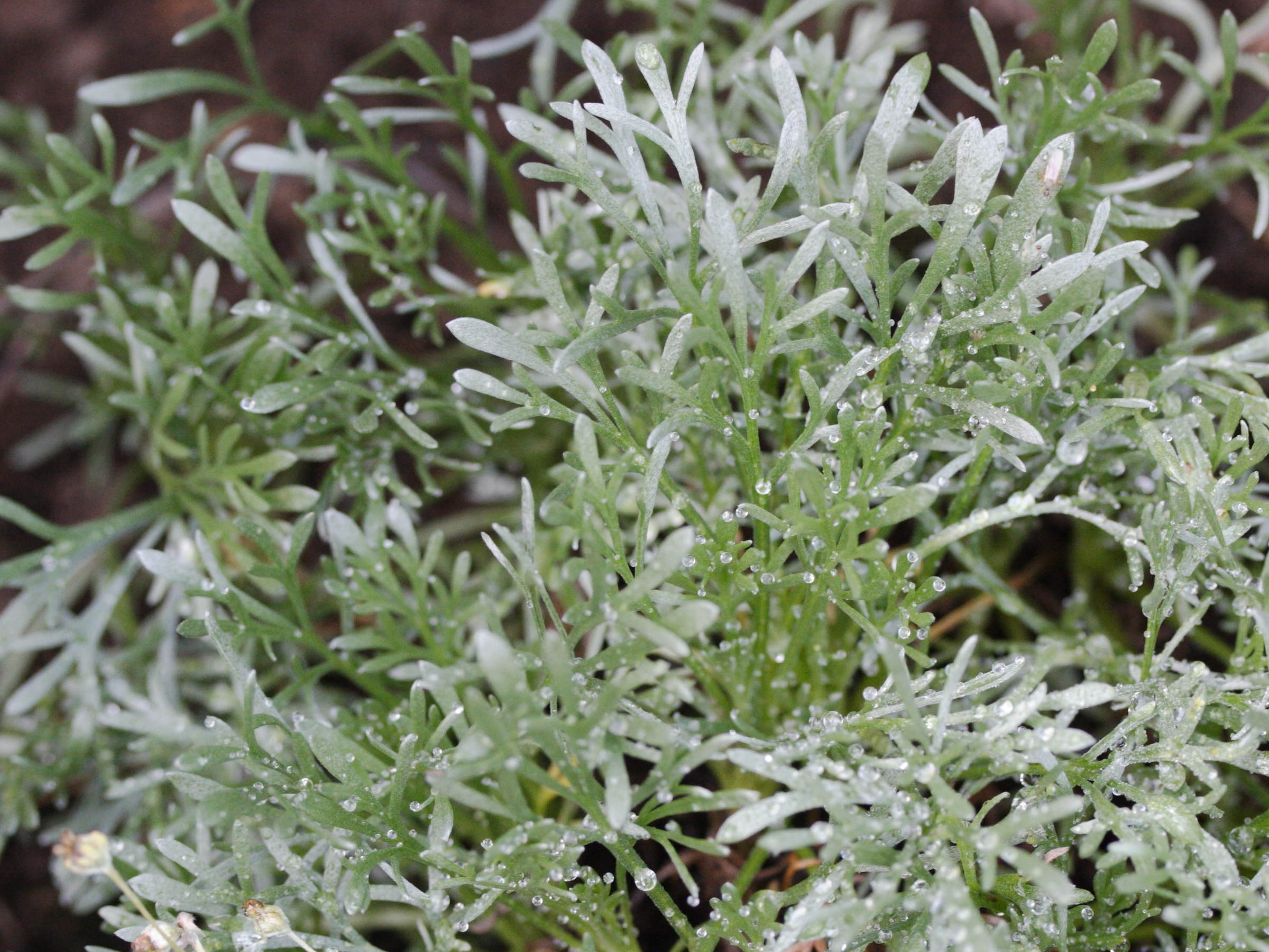 Afficher le média artemisia_umbelliformis3md artemisia_umbelliformis3md
