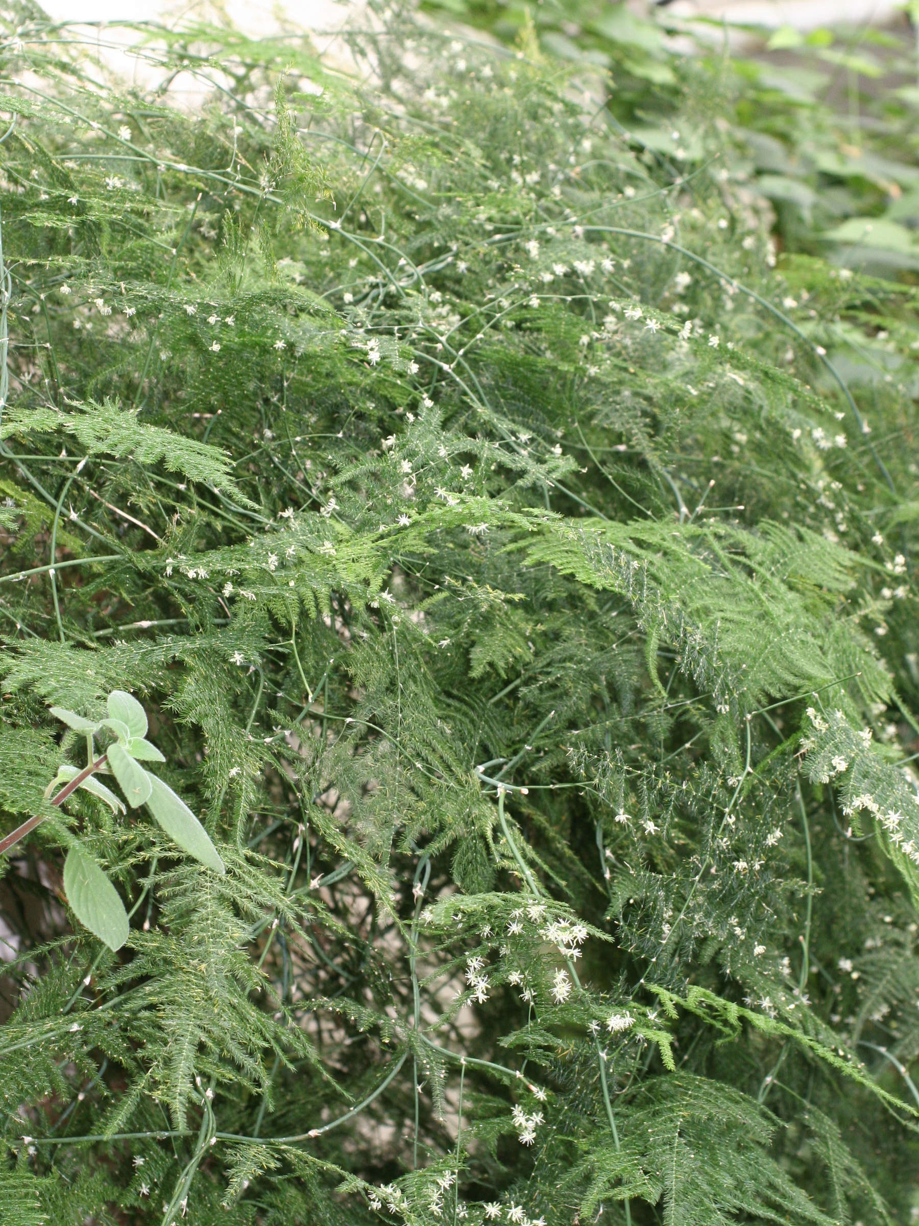 asparagus_plumosus1md