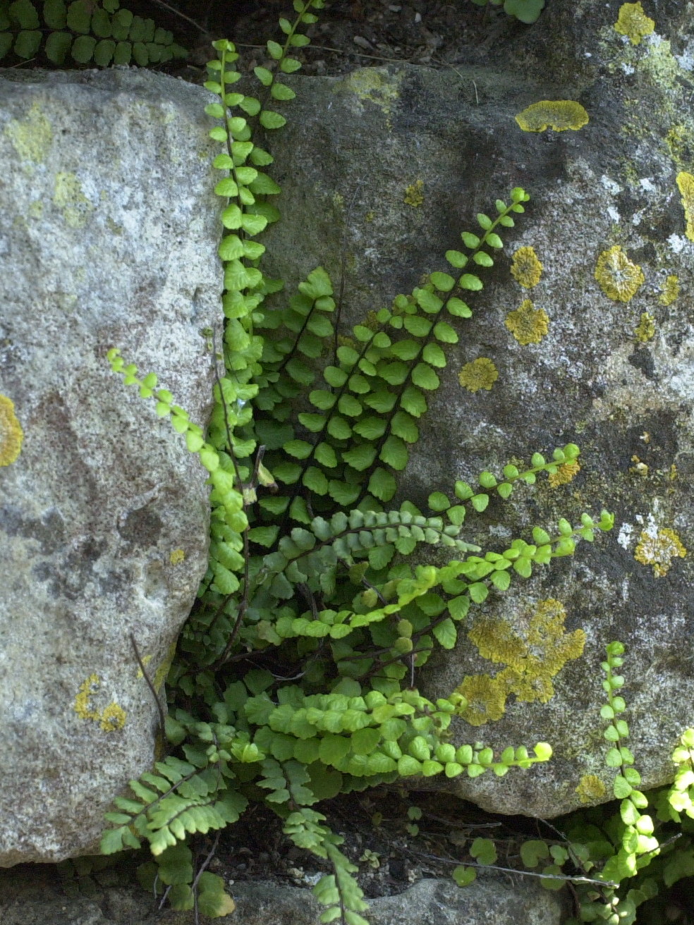 asplenium_trichomanes2md