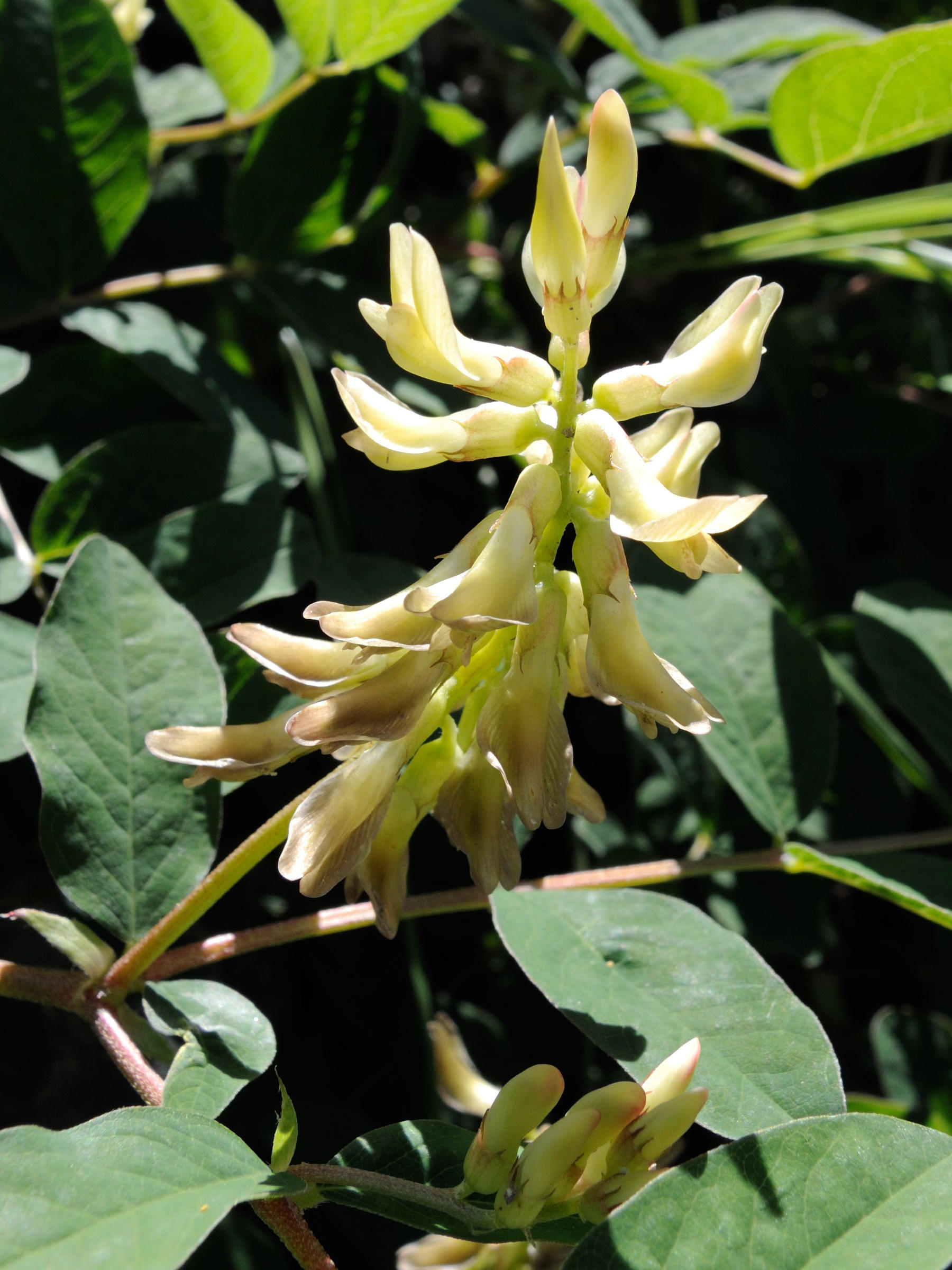 Afficher le média astragalus_glycyphyllos9md astragalus_glycyphyllos9md