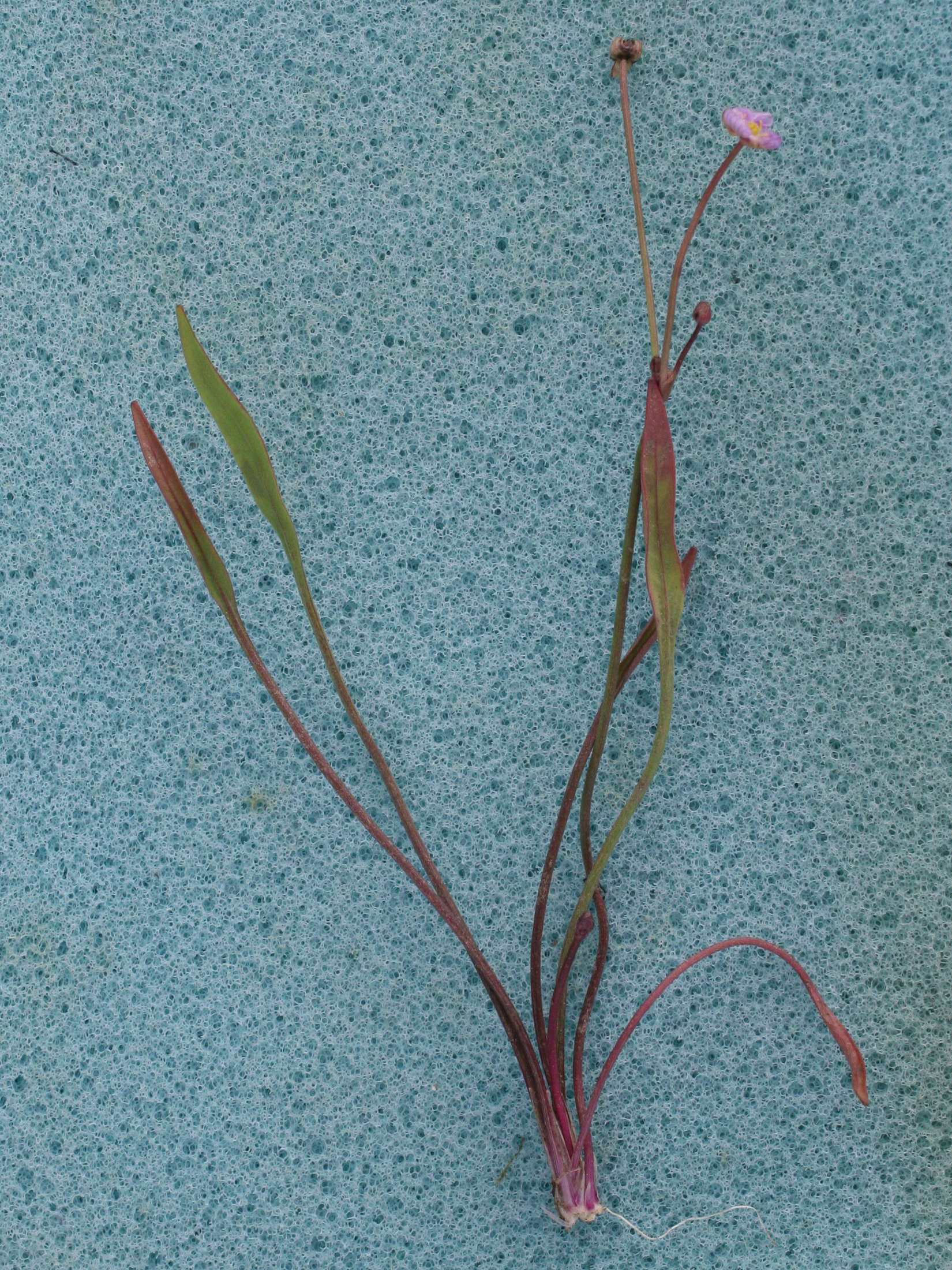 baldellia_ranunculoides4md