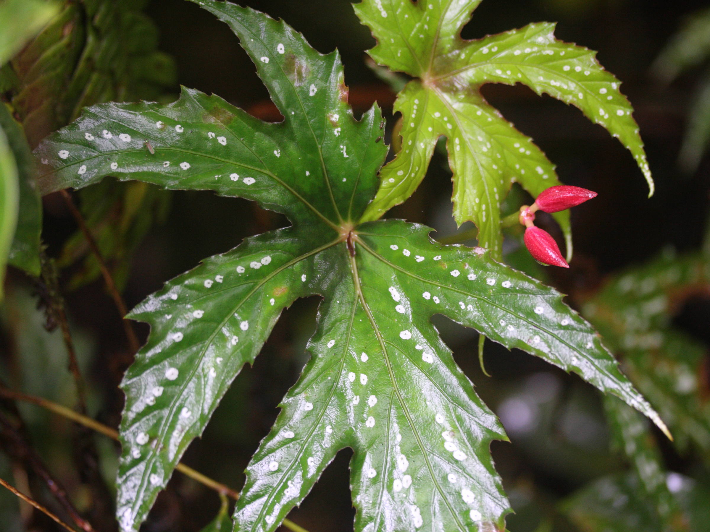 begonia_diadema2md