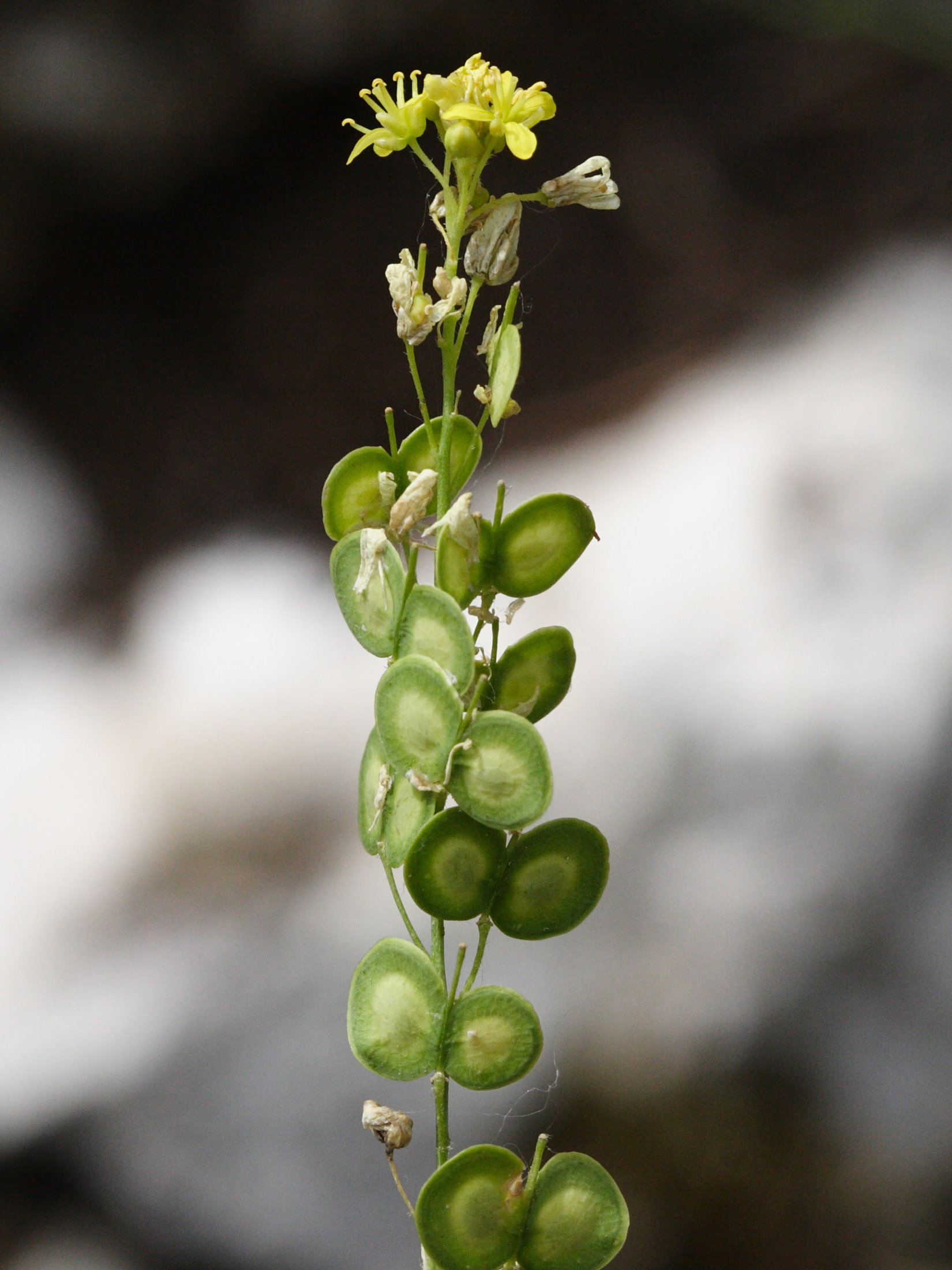 Afficher le média biscutella_laevigata2md biscutella_laevigata2md