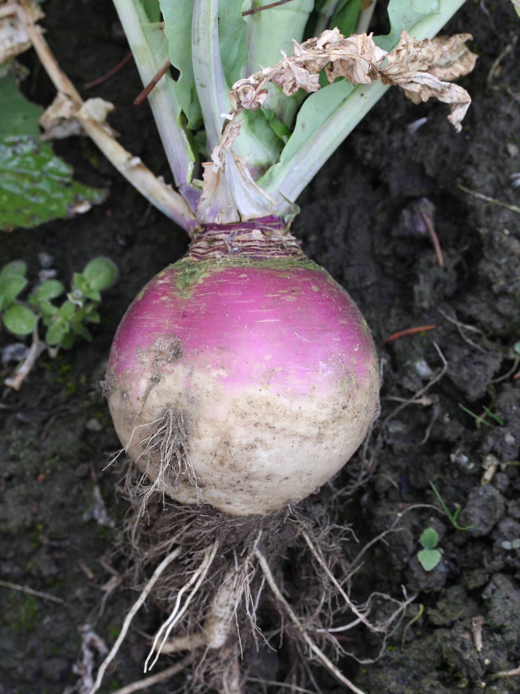 Afficher le média brassica_rapa_rapa2md brassica_rapa_rapa2md