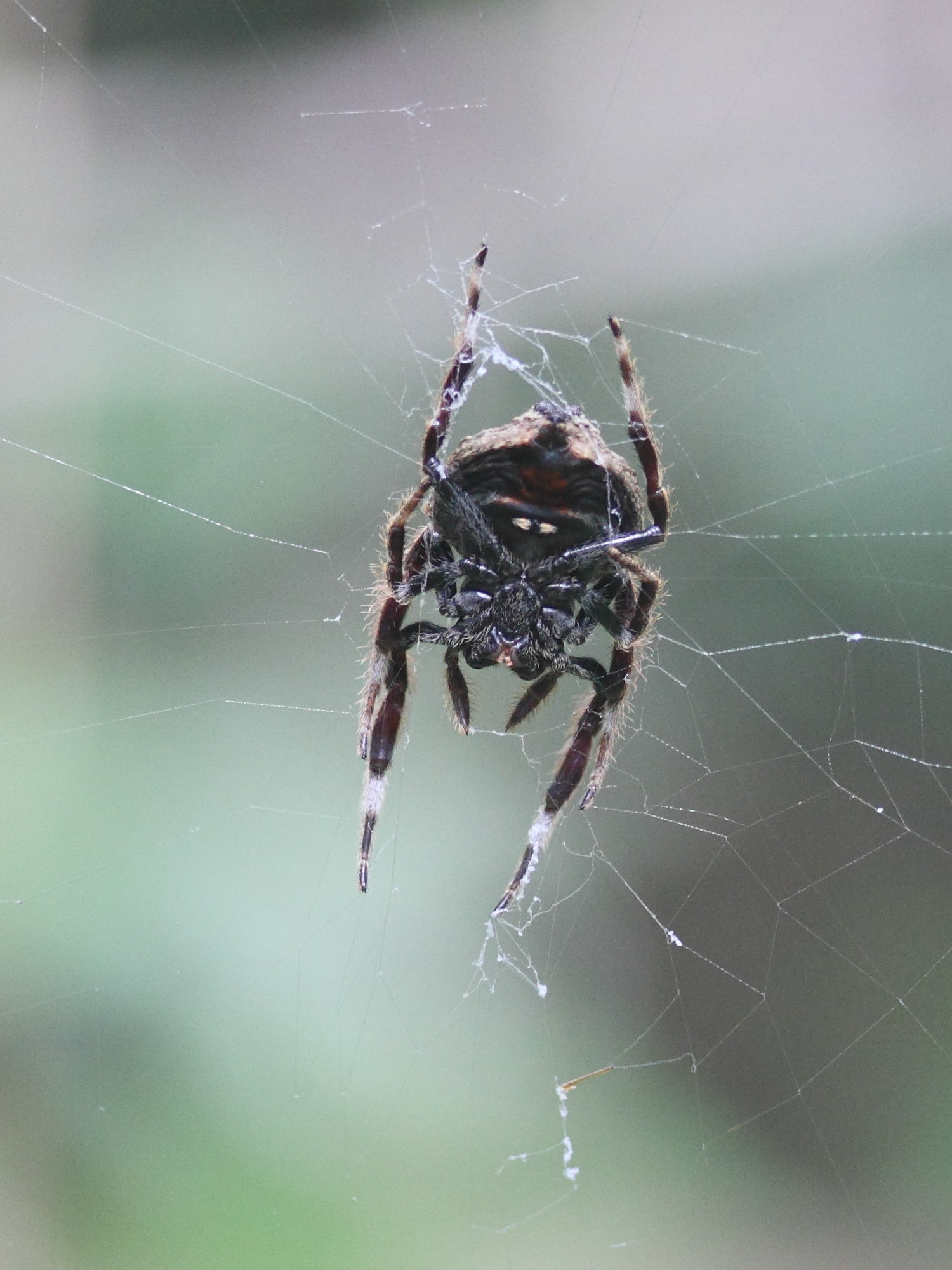 caerostris_mayottensis1md