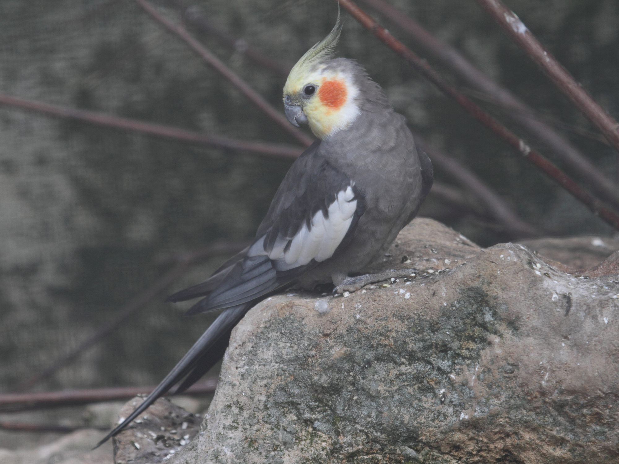 calopsitte_elegante_-_nymphicus_hollandicus1bd