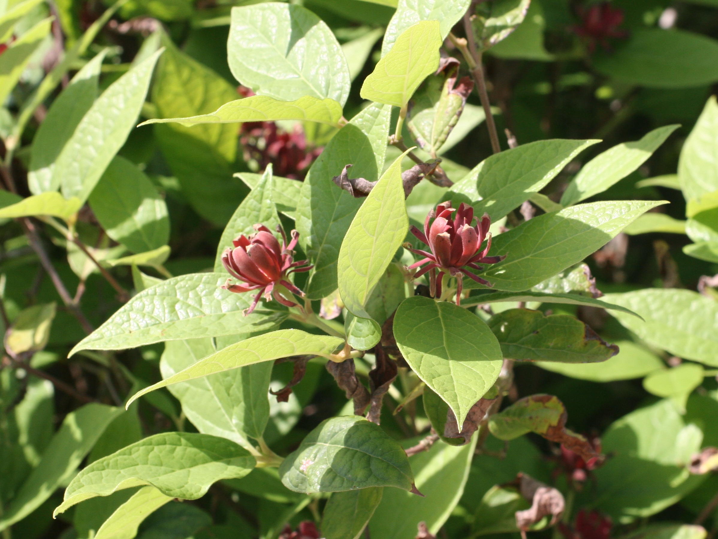 calycanthus_floridus1md