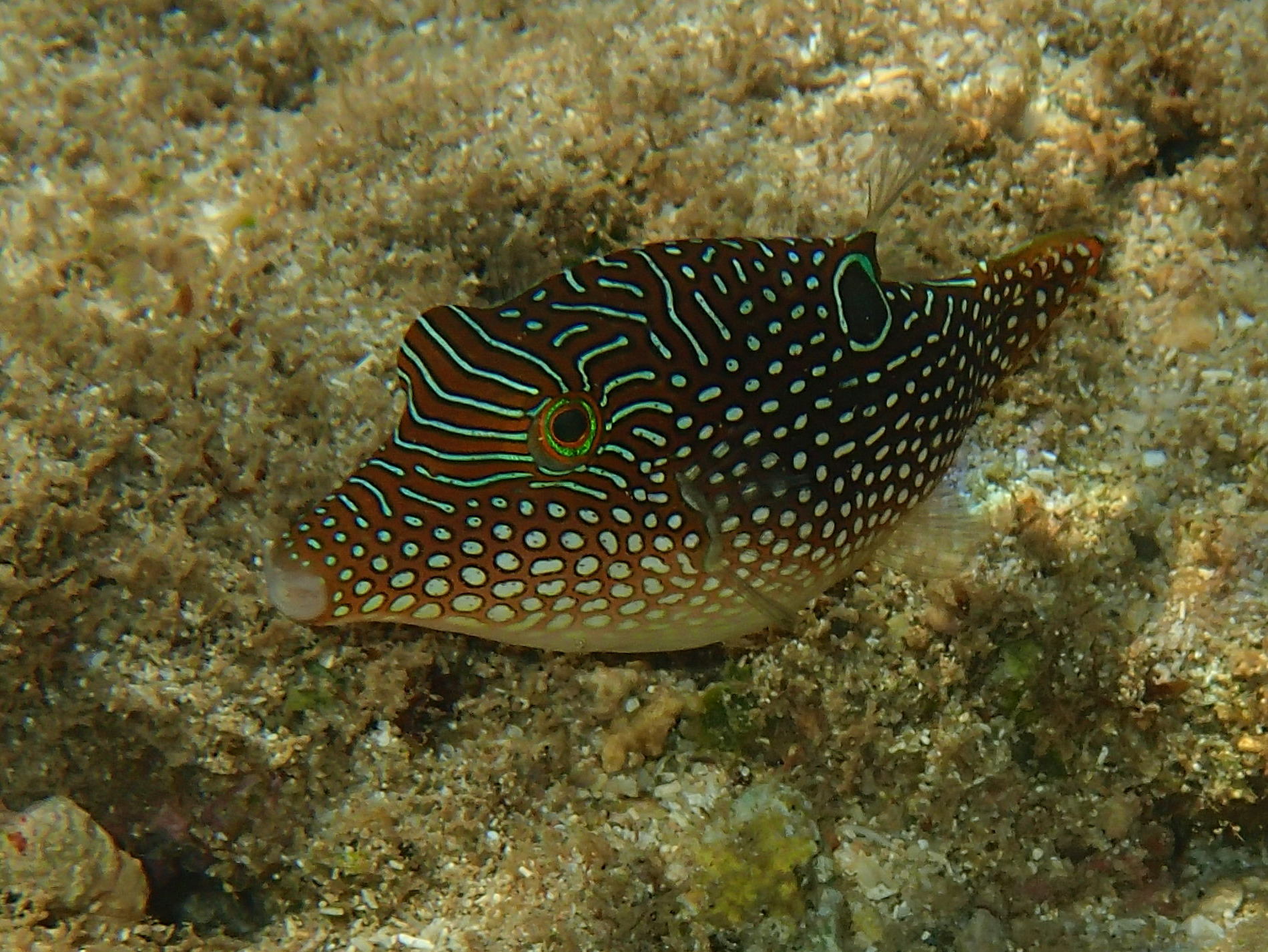 Afficher le média canthigaster_amboinensis1bd canthigaster_amboinensis1bd